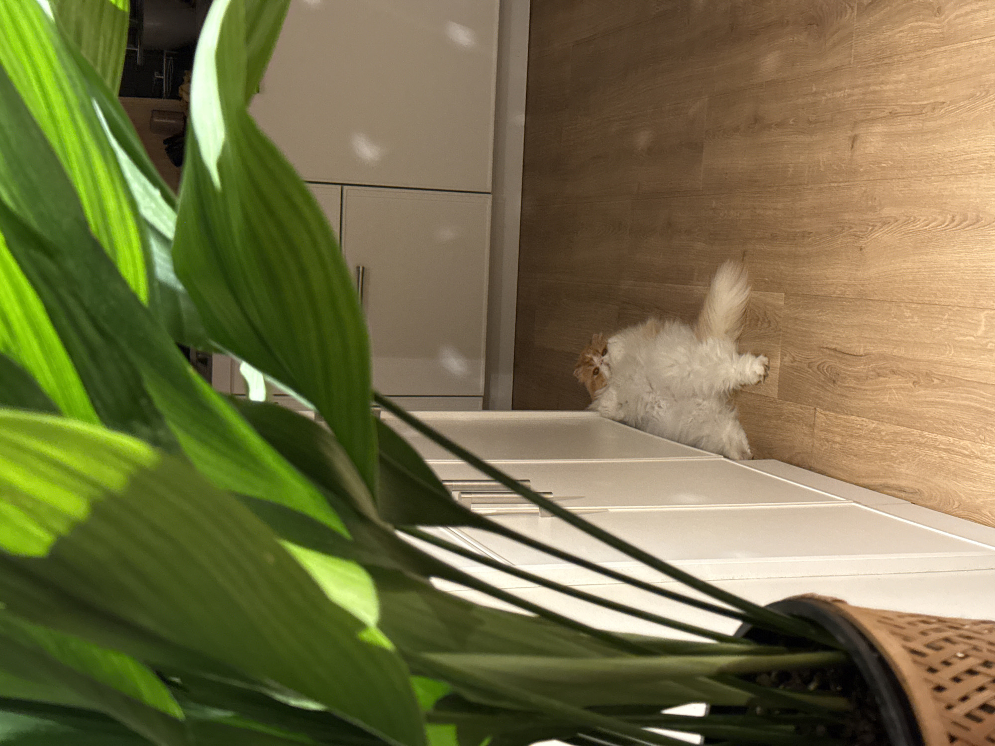 The image shows a long-haired cat lying on a wooden floor, adjacent to a white cabinet. A potted plant with green leaves is in the foreground, partially obscuring the view. The location is unknown and there is no evidence to suggest this image was taken in Barcelona, Spain.
