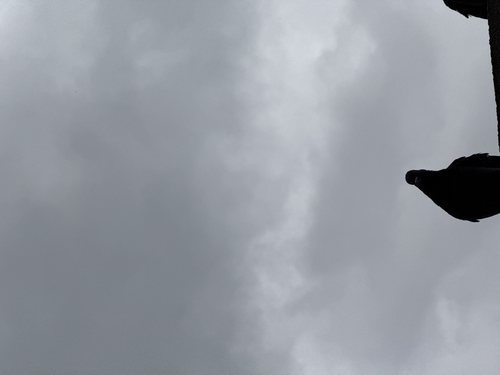 The image shows a cloudy sky above what appears to be a pigeon perched on a vertical structure. The pigeon and the structure are silhouetted against the overcast sky. The city of Shumen, Bulgaria, is not identifiable from the visual information provided.