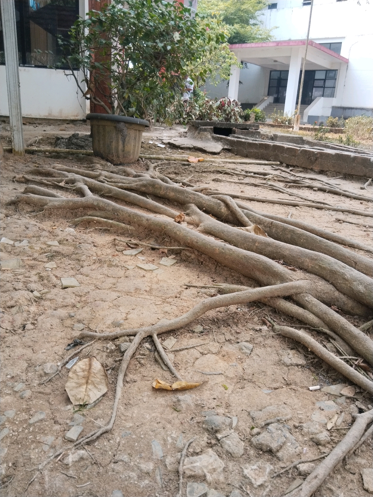 The image depicts the exposed, thick, gnarled roots of a large tree on the ground in Tiuh Tohou, Indonesia. The roots sprawl across the dry, sandy soil, interspersed with dried leaves, small stones, and broken pieces of what appears to be glass or ceramic. In the background, a building with a white facade and a covered entrance can be seen. A potted plant sits to the left of the frame, near the building's foundation. The overall environment appears to be an outdoor area adjacent to a building, likely a public space or campus grounds.