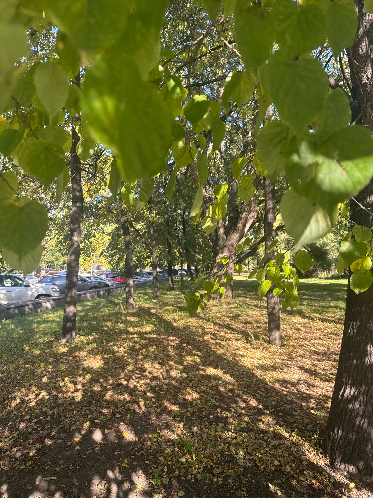 The image depicts a sun-dappled park area in Chelyabinsk, Russia, with a line of parked cars visible in the background. In the foreground, large green leaves hang from tree branches, obscuring parts of the view. The ground is covered in a layer of fallen leaves, indicating autumn. Several trees with textured bark are scattered throughout the scene, casting shadows on the ground. The cars appear to be in a parking lot bordering the park, with a concrete barrier separating the grass from the parking area. The overall impression is one of a typical urban park setting on a clear, sunny day.