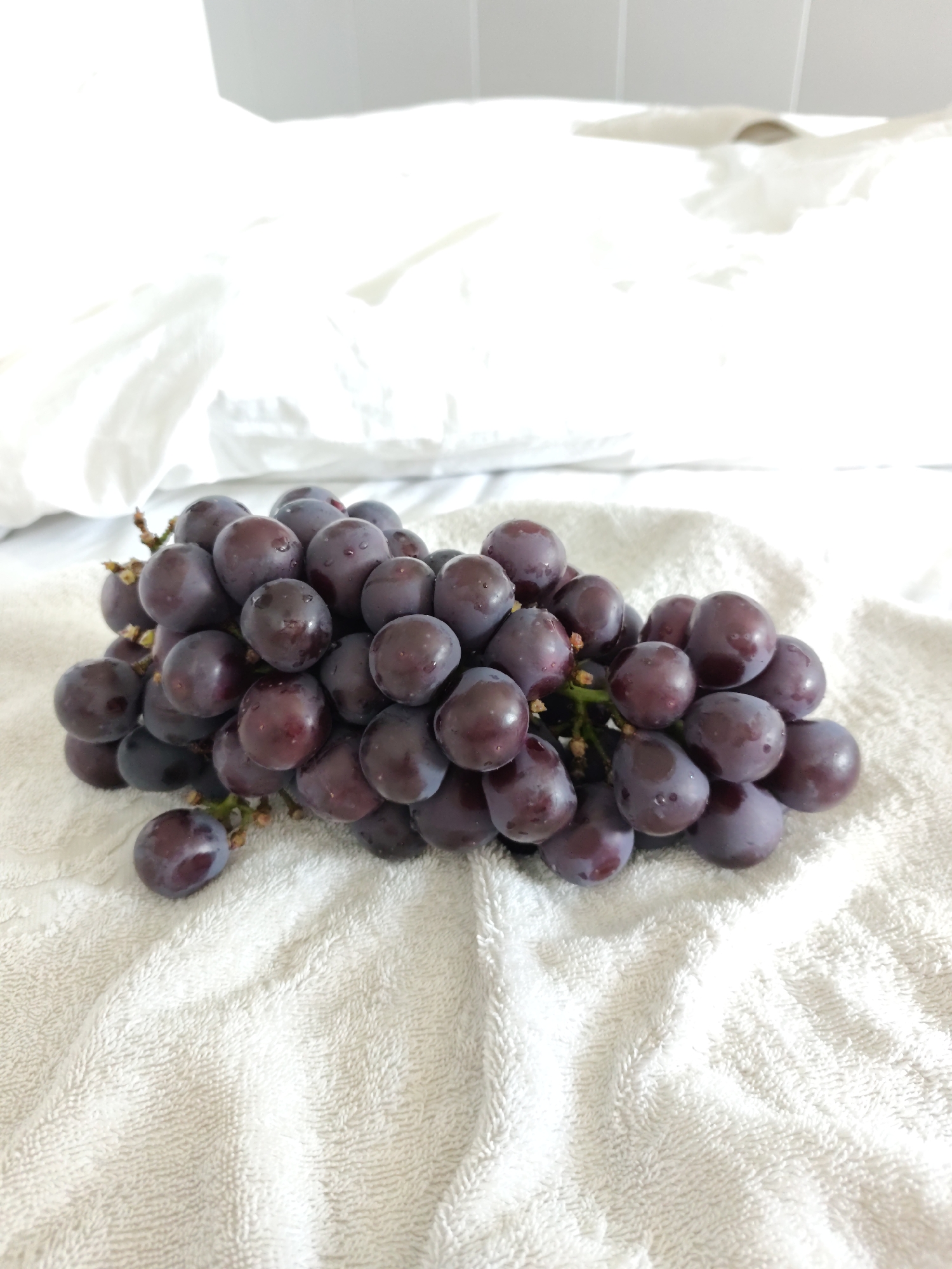 A bunch of dark purple grapes with water droplets sits on a white terry cloth towel. The towel is textured and draped loosely, with folds and creases visible. In the background, there is a white surface that appears to be a wall or fabric, with some indistinct shadows and highlights. The lighting is bright, with some blown-out areas in the background suggesting a strong light source. There are no people or animals visible in the image. The scene is simple and focused entirely on the grapes and their immediate surroundings. The location is not specified as being in Lindian, China.