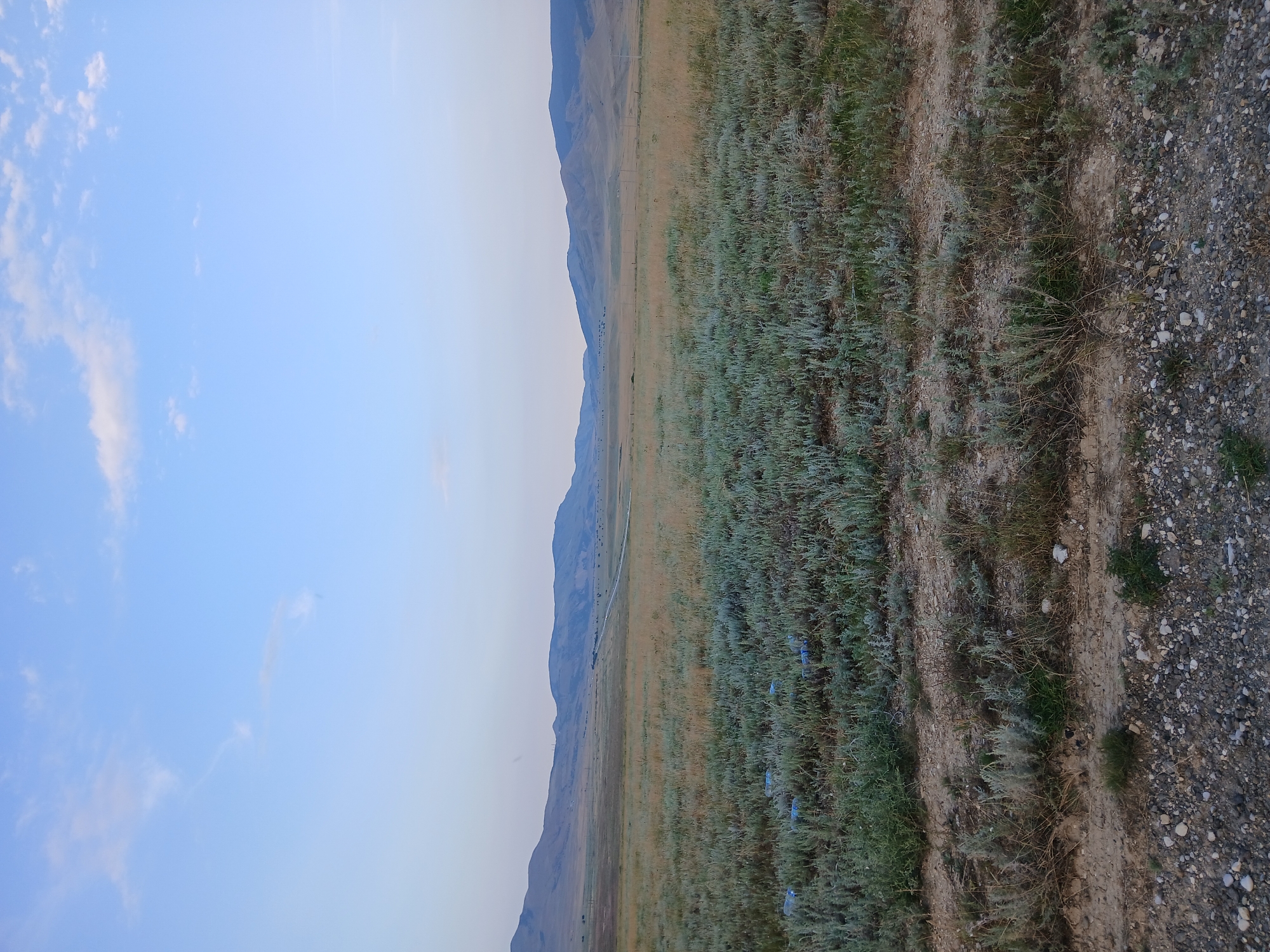 The image depicts a vast, open landscape with rolling hills in the distance under a pale blue sky with wispy clouds. The foreground is dominated by dry, sparse vegetation, with some patches of green grass and numerous discarded plastic bottles scattered amongst the foliage. A dirt road or track is visible winding through the middle ground, leading towards the distant hills. The overall impression is one of a rural or undeveloped area, possibly a steppe or prairie environment. The location is stated to be Yanasha, Russia.