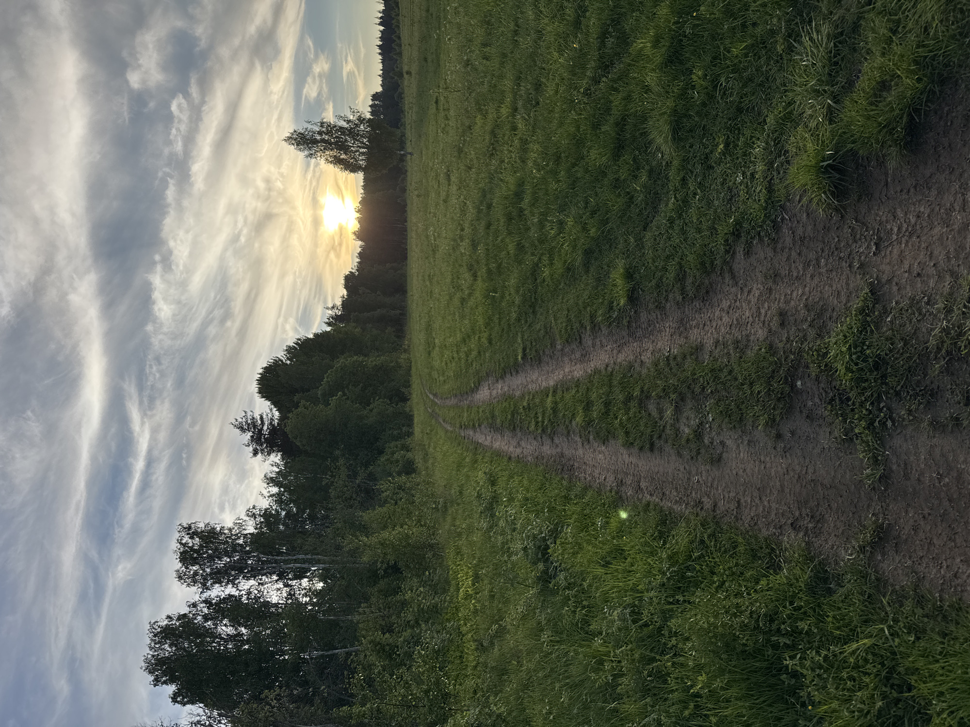 The image captures a serene rural landscape, likely a field or meadow, at either sunrise or sunset, indicated by the low, bright sun and warm golden light. A wide, unpaved dirt track, appearing as two parallel ruts, cuts diagonally through the lush green grass from the foreground towards the middle ground, where it gently curves and extends into the distance.
Along the left side of the field, a dense line of deciduous trees forms a dark, silhouetted border against the horizon, partially obscuring the intensely bright sun. The sun's light creates a radiant glow, highlighting the edges of the trees and illuminating parts of the sky.
The sky occupies the upper portion of the frame, characterized by a blend of soft blue-grey tones and brilliant golden light near the sun. Wispy, elongated white clouds, possibly cirrus or altocumulus, stretch across the sky, adding texture and depth. The overall scene conveys a sense of peacefulness and natural beauty. No people, animals, or man-made objects beyond the track are visible. The weather appears clear and calm. There is no visible text in the image.