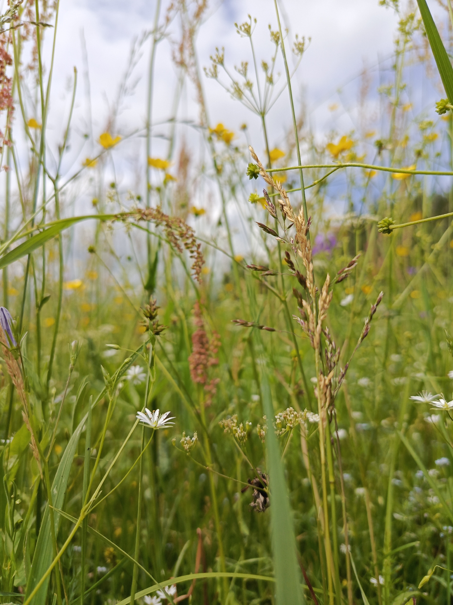 The image is a low-angle, close-up shot of a meadow filled with various wildflowers and grasses. The foreground is dominated by tall green stalks and blades of grass, with some appearing out of focus. Interspersed among the green are the delicate white petals of small flowers, and clusters of tiny yellow flowers, likely buttercups. In the mid-ground, more of these wildflowers are visible, creating a colorful tapestry of yellow and white against the green. Several stalks of dried grass or seed heads are also present, adding texture and varying shades of brown and tan to the scene. The background shows a hazy sky with clouds, suggesting it is daytime and possibly overcast or partly cloudy. The overall impression is one of a natural, untamed landscape. There is no indication of any specific location in the city of Chumna, Russia, or any people, actions, or interactions.