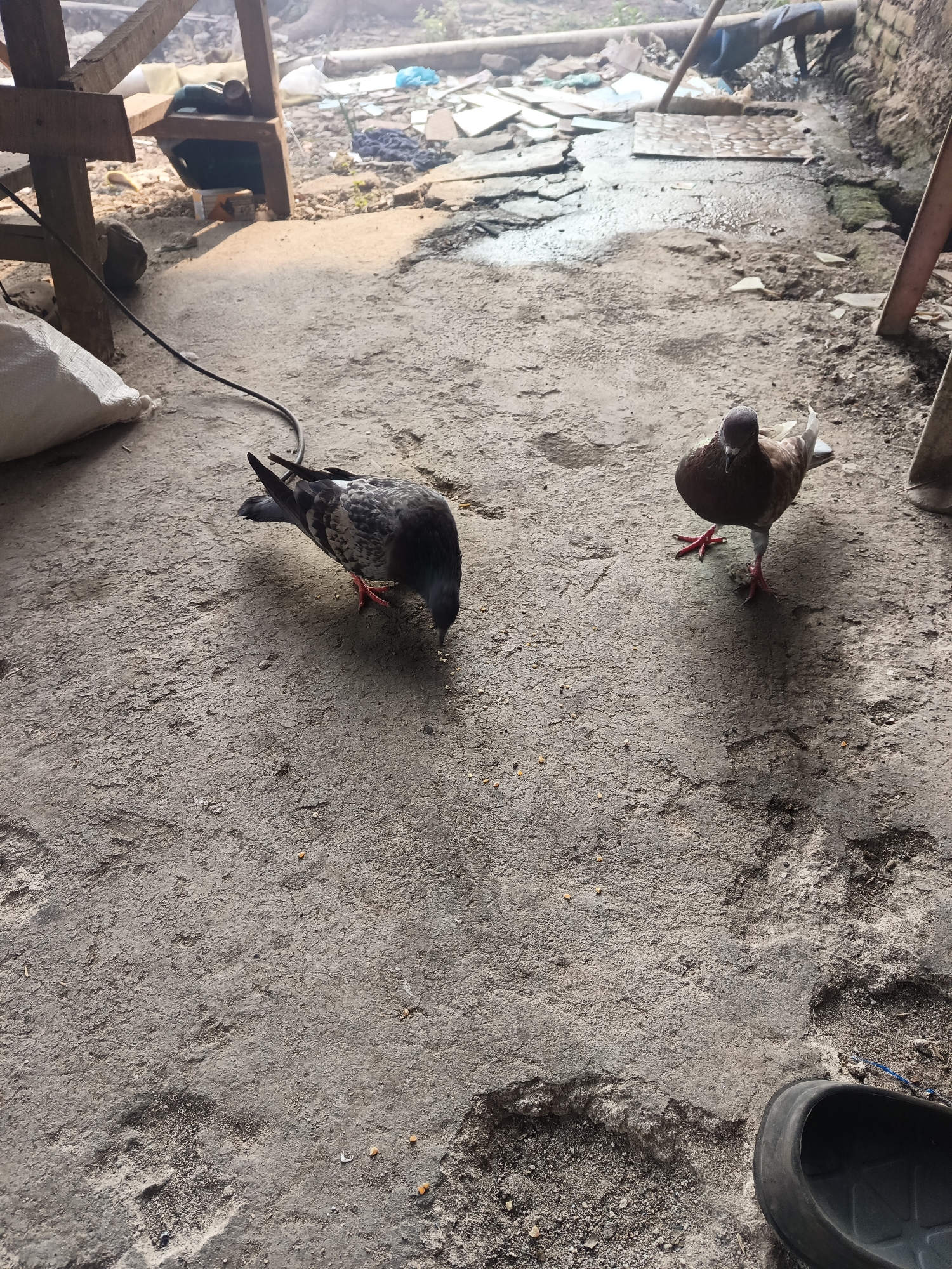 Two pigeons are on a dirt ground. One pigeon is in the foreground facing the camera, and the other pigeon is in the middle ground facing away from the camera, pecking at the ground. The environment appears to be an outdoor area with some discarded building materials in the background. The ground is uneven and dusty. The lighting suggests it is daytime. There are no people visible in the image. This scene is consistent with an outdoor area in a rural or semi-urban setting, potentially a backyard or alleyway in Terbanggi Marga, Indonesia, where such discarded materials and domestic pigeons are common.