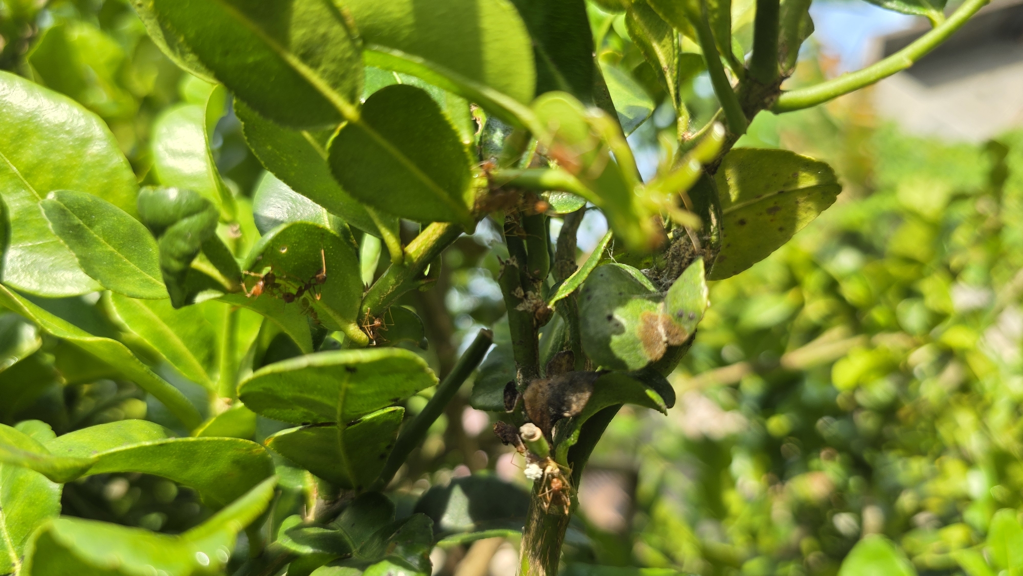 The image shows a close-up of a Kaffir lime plant in Lhokseumawe, Indonesia. The plant has dark green leaves and green stems. There are ants on the plant, crawling on the leaves and stems. Some leaves are spotted with brown lesions. Some white eggs are visible on the branch. The background is out of focus, but appears to show more of the plant.