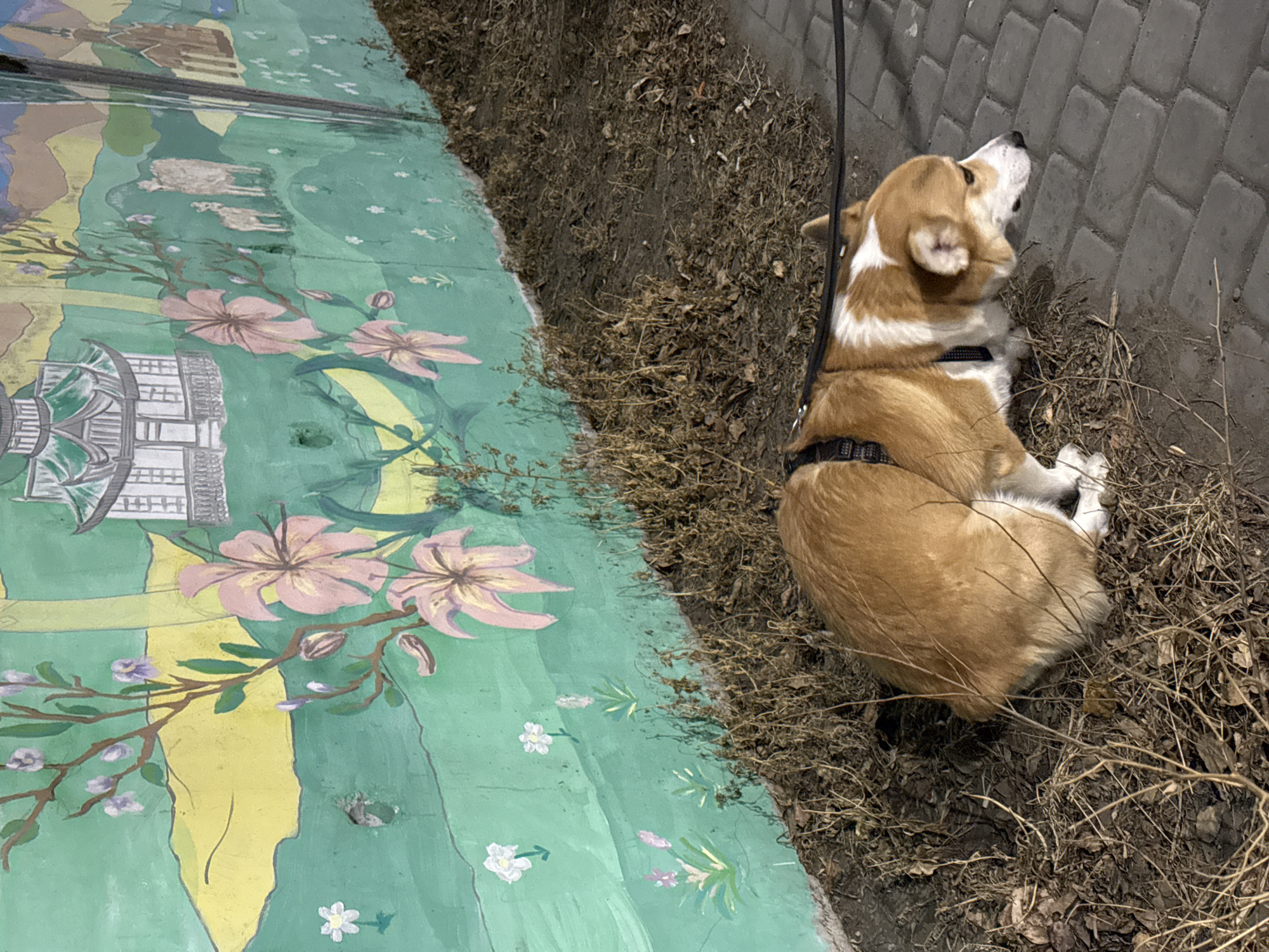 A tan and white corgi dog with a black harness and leash lies on its side in an area covered with dry leaves and twigs, bordering a paved area constructed of gray bricks. The dog is close to the brick wall, looking upwards. To the left of the dog and the dried leaves is a painted mural featuring a green background with pink flowers, yellow sections, a white building, and images of white sheep. This location is in Borzya, Russia.