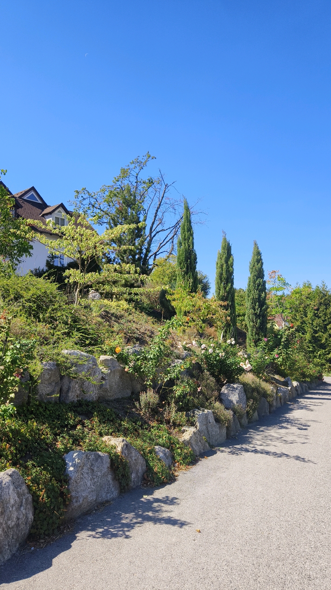 The image depicts a sunny day in Langenlois, Austria, with a clear blue sky. In the foreground, a paved pathway curves along the right side of the frame. To the left of the path, a landscaped embankment is visible, supported by a low wall constructed of large, rough-hewn grey stones. This embankment is densely planted with a variety of greenery, including bushes, low-lying plants, and flowering shrubs with pink and orange blossoms. Tall, slender cypress trees stand prominently on the embankment, interspersed with other trees and foliage. A residential building with a peaked roof, white walls, and brown trim is partially visible at the top left of the image, nestled amongst the trees. A crescent moon is faintly visible in the upper left portion of the sky. The scene suggests a well-maintained garden or park area adjacent to a residential property.