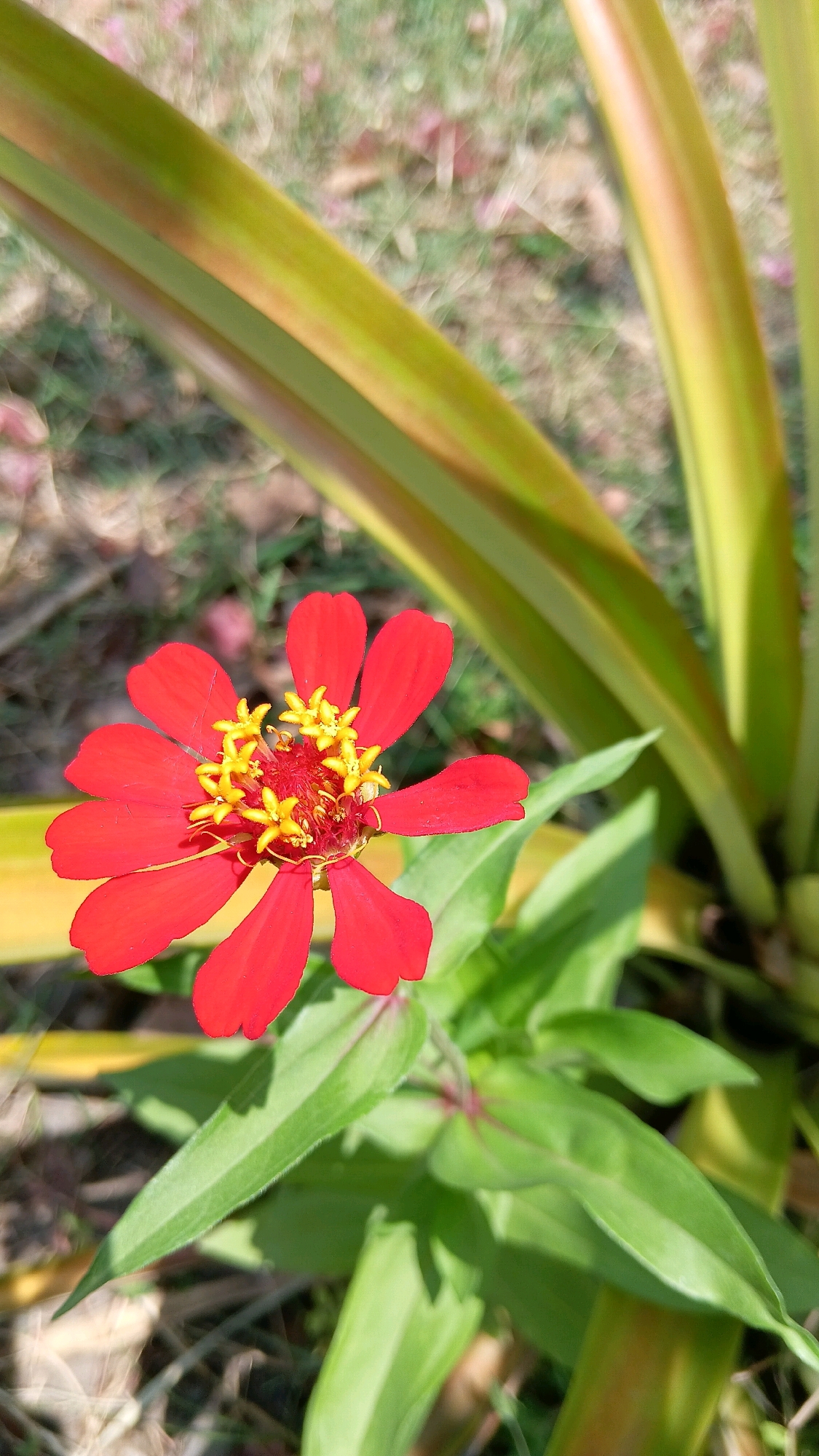 A red zinnia flower with yellow stamens is in full bloom, centered in the frame. The flower's petals are a vibrant red, with a slightly lighter shade on the edges. The yellow stamens are clustered in the center, with some pollen visible. The flower is surrounded by lush green leaves, some of which are slightly out of focus. In the background, long, broad green leaves with hints of yellow and brown stretch upwards and outwards. The ground beneath is covered in dry grass and a few scattered fallen leaves. The overall scene suggests a sunny day in a garden or natural outdoor setting. The image was taken in Klorogan, Indonesia.