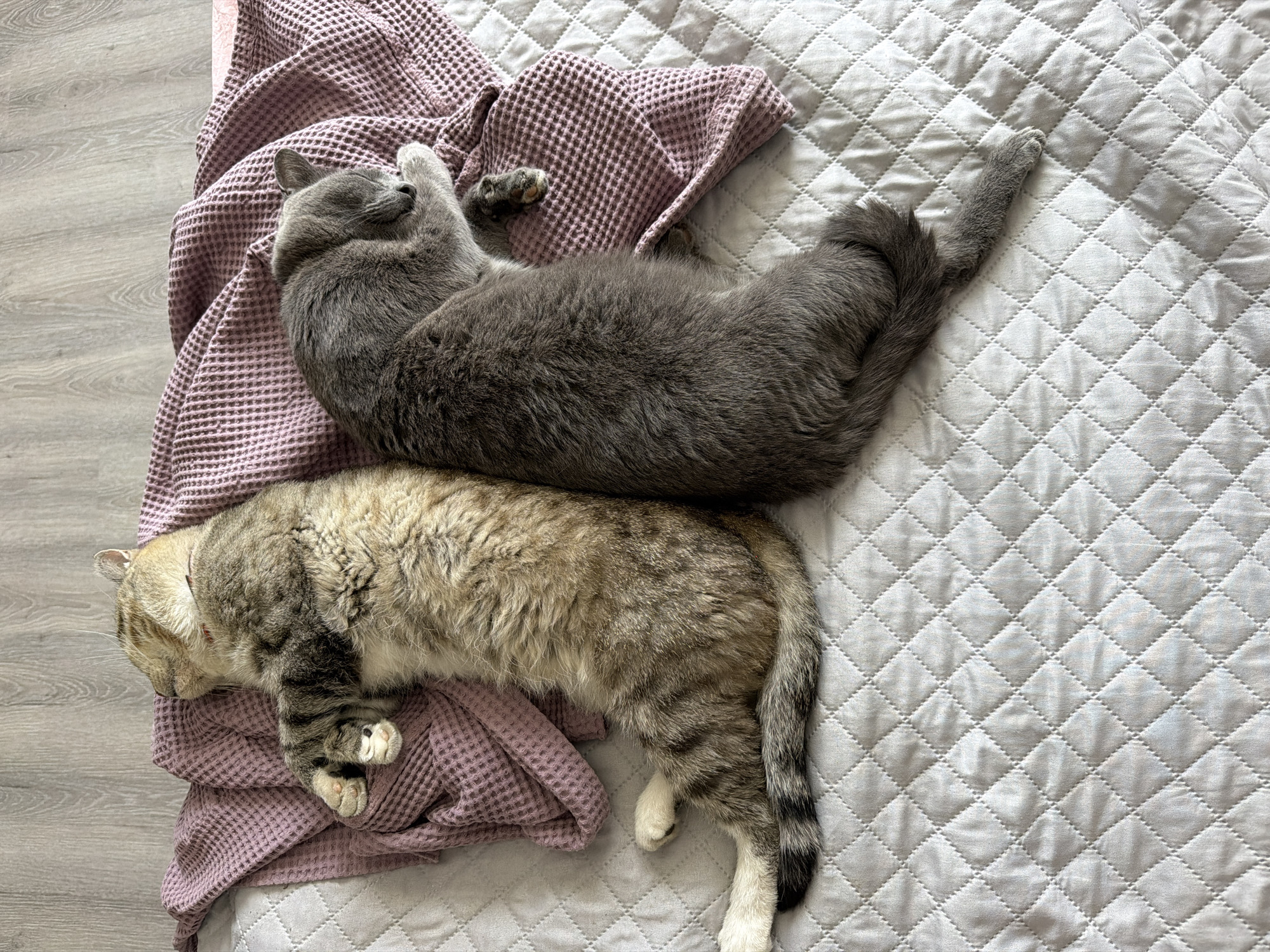 Two cats are sleeping next to each other on a quilted white surface, possibly a bed or sofa. The cat on the left has tabby markings and is lying on its side with its paws tucked in. The cat on the right is a solid gray color and is curled up, resting its head on its paws. A mauve waffle-knit blanket is draped over the cats and the surface. The background is a wooden floor. There is no indication of the city of Tashtagol, Russia, in the image.