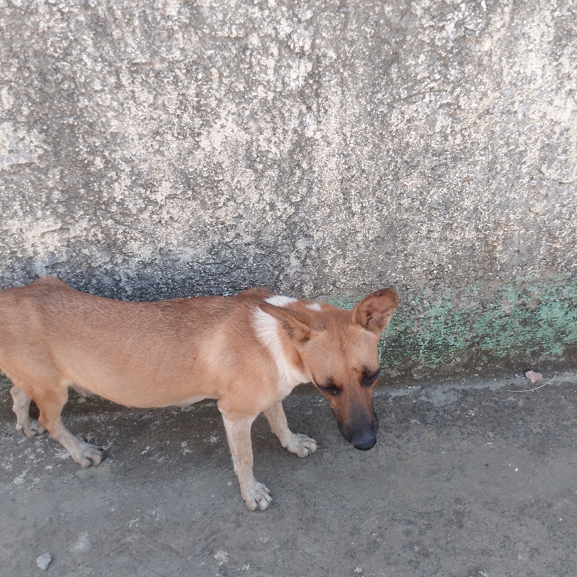 A medium-sized, short-haired dog with tan fur and a black snout stands on a grey concrete surface. The dog has a white marking on the back of its neck. Behind the dog is a weathered concrete wall, stained with dark spots and greenish patches near the top. The location is Altagracia, Venezuela. No people are visible. No specific actions or interactions are occurring. The scene consists primarily of the dog and its immediate surroundings.