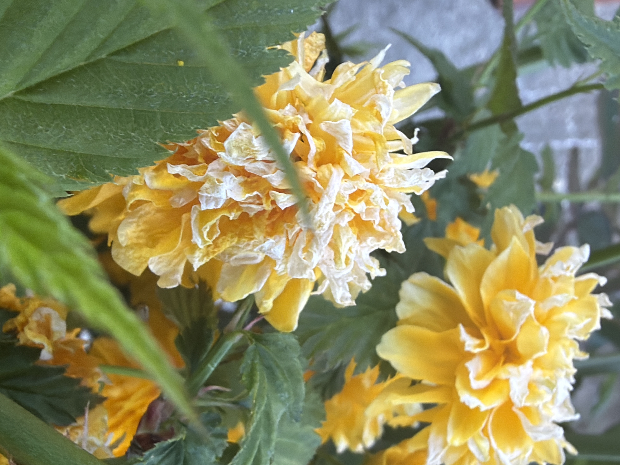 A close-up, eye-level shot captures several vibrant yellow flowers with green foliage, likely taken in Sofia, Bulgaria. The main subject is a large, double-petaled yellow flower in the foreground, characterized by numerous tightly packed, ruffled petals that transition from a bright yellow at their base to a paler yellow or off-white at their crinkled edges. The texture of the petals gives the flower a full, somewhat aged or well-bloomed appearance.
Surrounding the central flower are dark green leaves with visible vein patterns, some positioned in the foreground and appearing slightly out of focus, creating a depth effect. More similar yellow flowers are visible in the blurred background, hinting at a larger bush or plant. The lighting is natural and bright, suggesting daytime. No people, animals, or visible text are present in the image. The overall scene depicts a lush, flowering plant in an outdoor setting.
