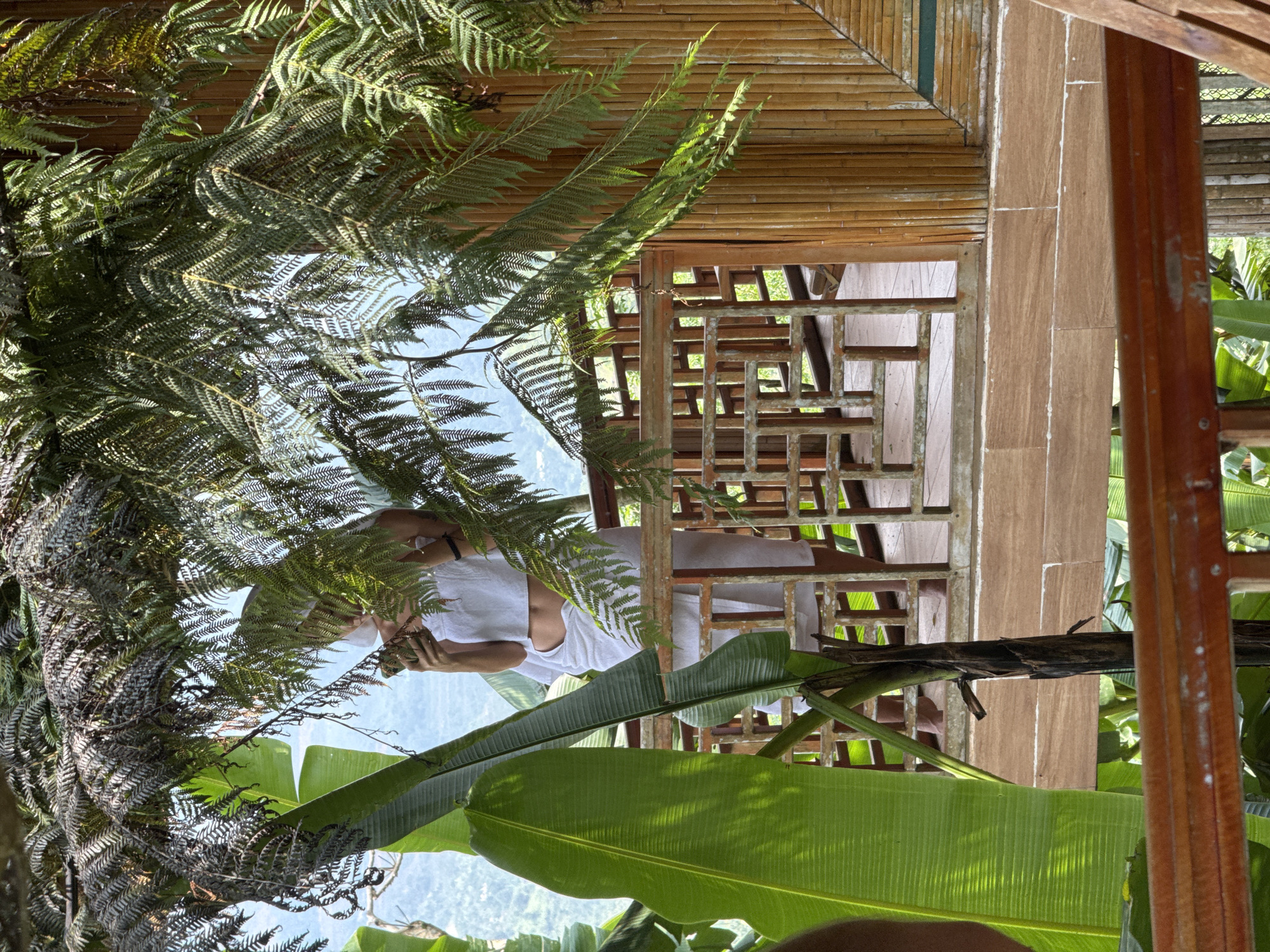 This media file, currently rotated 90 degrees clockwise, depicts a tranquil, semi-outdoor setting nestled amidst lush tropical vegetation, likely in Thông Nguyên Commune, Vietnam. In the midground, a person, identifiable by their torso clad in a white t-shirt, is partially visible. Their face is obscured by dense green fern fronds, but their hands are seen holding a small device, possibly a phone or camera, suggesting they are taking a picture or interacting with the device.
The foreground and much of the midground are dominated by vibrant green foliage. Large, intricate fern fronds create a natural canopy and frame the scene, while broad, rich green banana leaves are prominently featured at the bottom and mid-right, displaying clear venation patterns. Bright, natural light illuminates the scene, dappling through the leaves, indicating a sunny daytime.
In the background and framing the structure, architectural elements made of natural materials are visible. A roof or ceiling constructed from closely arranged bamboo poles stretches across the top, while a decorative wooden latticework acts as a railing or wall, offering glimpses of more greenery beyond. A sturdy wooden pillar and a section of a brown, possibly tiled or wooden, wall complete the structural composition. Through the gaps in the foliage and the architectural elements, a soft, hazy blue mountainous landscape can be seen in the distance, reinforcing the natural, elevated location. The scene evokes a sense of peace and natural beauty. There is no visible text in the image.