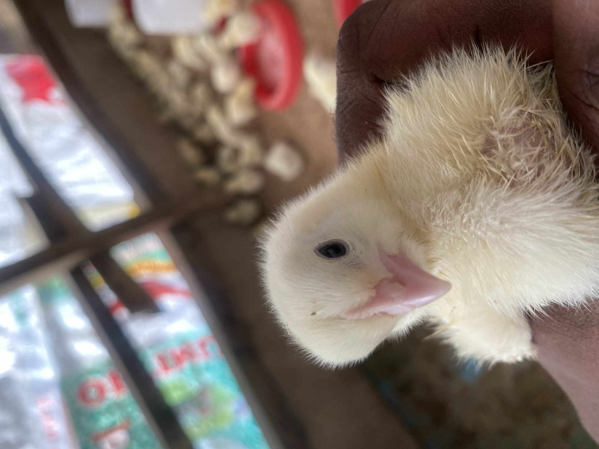 A close-up, eye-level shot focuses on a fluffy, pale yellow chick being held in a dark-skinned hand. The chick's face is turned slightly to the left, revealing a small black eye and a pink beak. Tiny brown specks are visible on its head. The background is blurred, showing what appears to be a farm environment with wooden structures and other chicks in shallow red feeders. The overall impression is one of care and proximity to young poultry in a rural setting.
