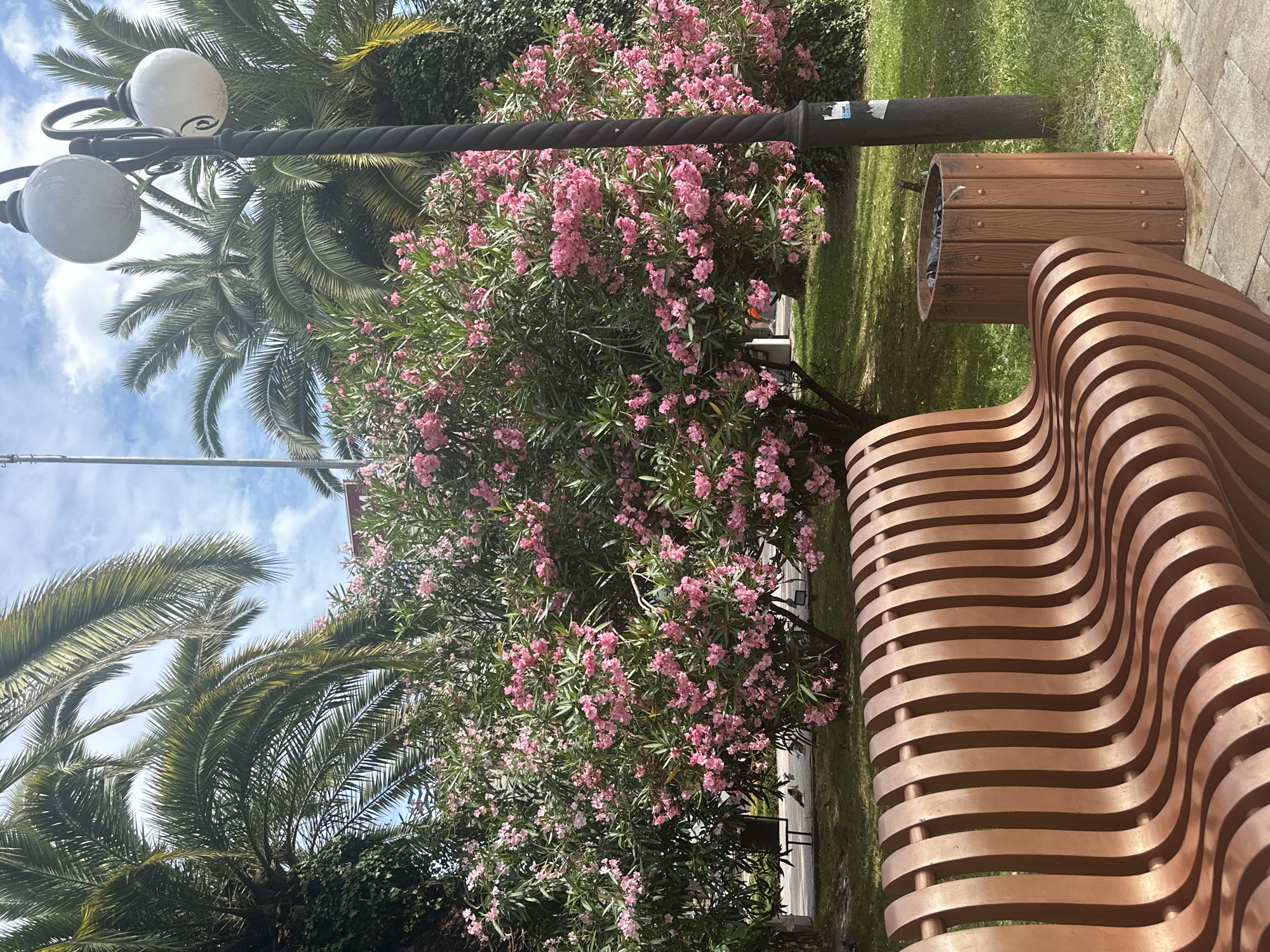 The image depicts a public park area with lush vegetation and amenities in Sochi, Russia. In the foreground, a modern, curved, copper-colored bench with a slatted design occupies the lower left portion of the frame. To the right of the bench is a cylindrical wooden trash receptacle with visible studs. Behind the bench and trash bin, a large, vibrant bush abundant with small pink flowers, likely oleander, is the central focus of the mid-ground. Towering palm trees with fronds reaching towards the sky frame the upper portion of the scene. A black lamppost with two white globe lights stands to the right of the flowering bush. The ground is paved with light-colored square tiles in the foreground and transitions to a green lawn. In the background, hints of a building and more palm trees are visible. The sky above is partly cloudy with a bright, sunny atmosphere. The overall impression is that of a well-maintained outdoor public space.