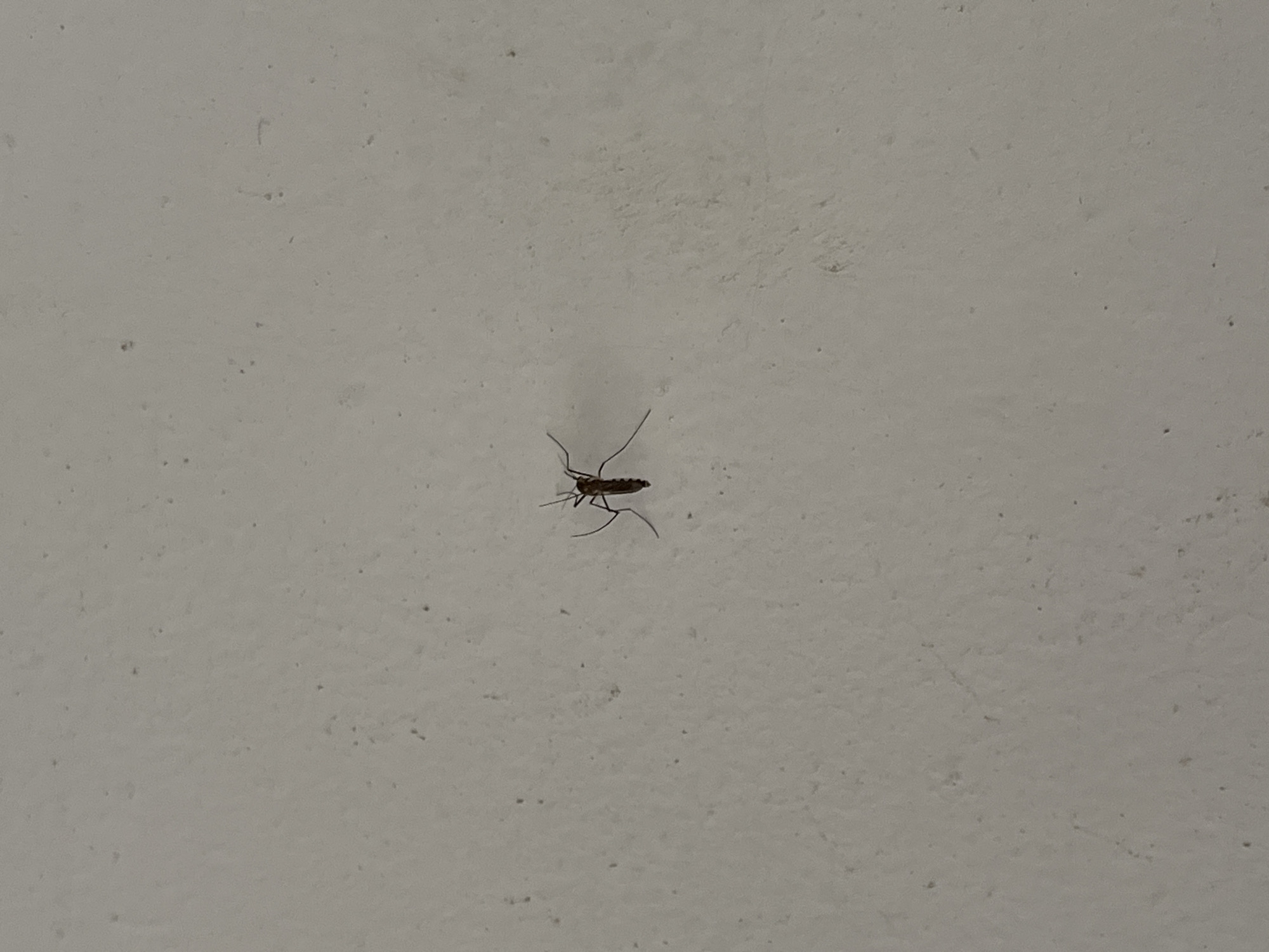 A mosquito is resting on a textured, off-white wall. The mosquito is small, dark brown, and has long, thin legs and antennae. The wall appears to be an exterior surface, possibly part of a building in the city of Kemangguhan, Indonesia, given the gritty texture and slightly muted color tone. No people or other subjects are visible in the image. The lighting suggests an indoor or shaded outdoor environment.
