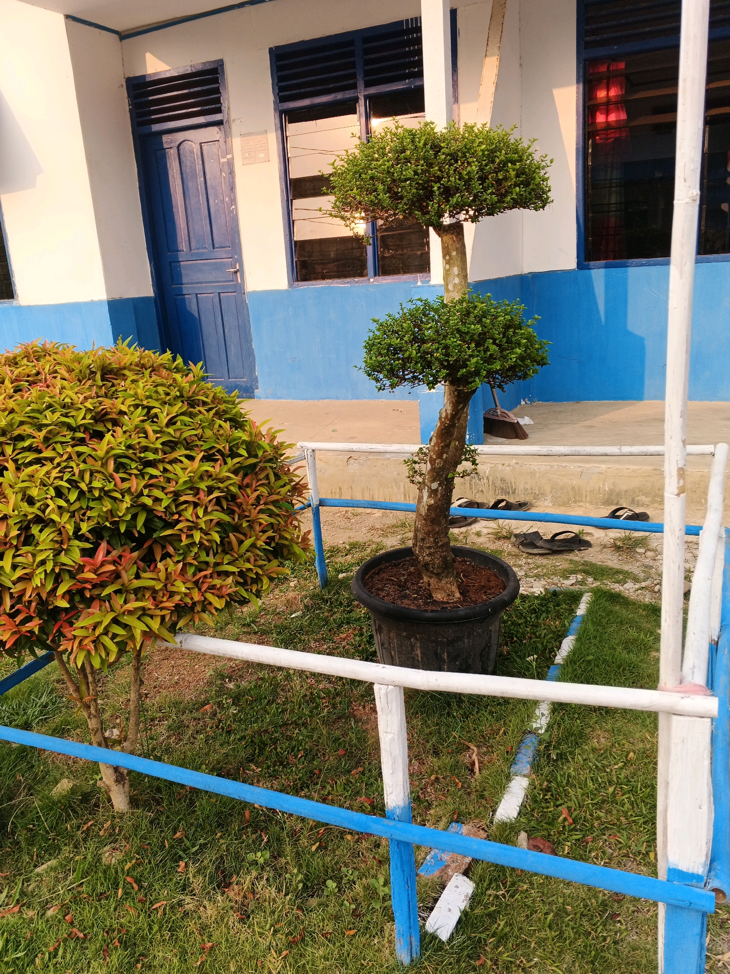In the city of Batu Ejung, Indonesia, an outdoor scene is depicted in front of a building with white and blue painted walls. A blue wooden door is visible on the left, and several windows with blue frames and louvred panes are present. Two potted plants are situated in front of the building. To the left is a bushy plant with vibrant green and reddish-brown leaves. To the right, a smaller, sculpted tree in a black pot stands with its trunk slightly leaning. The ground is covered with grass and some scattered dry leaves. A white and blue painted metal fence runs across the foreground, separating the plants from the walkway. In the background, several pairs of black flip-flops are scattered on the ground near the building, and a broom leans against the wall. The lighting suggests it is either early morning or late afternoon, with the sun casting long shadows.