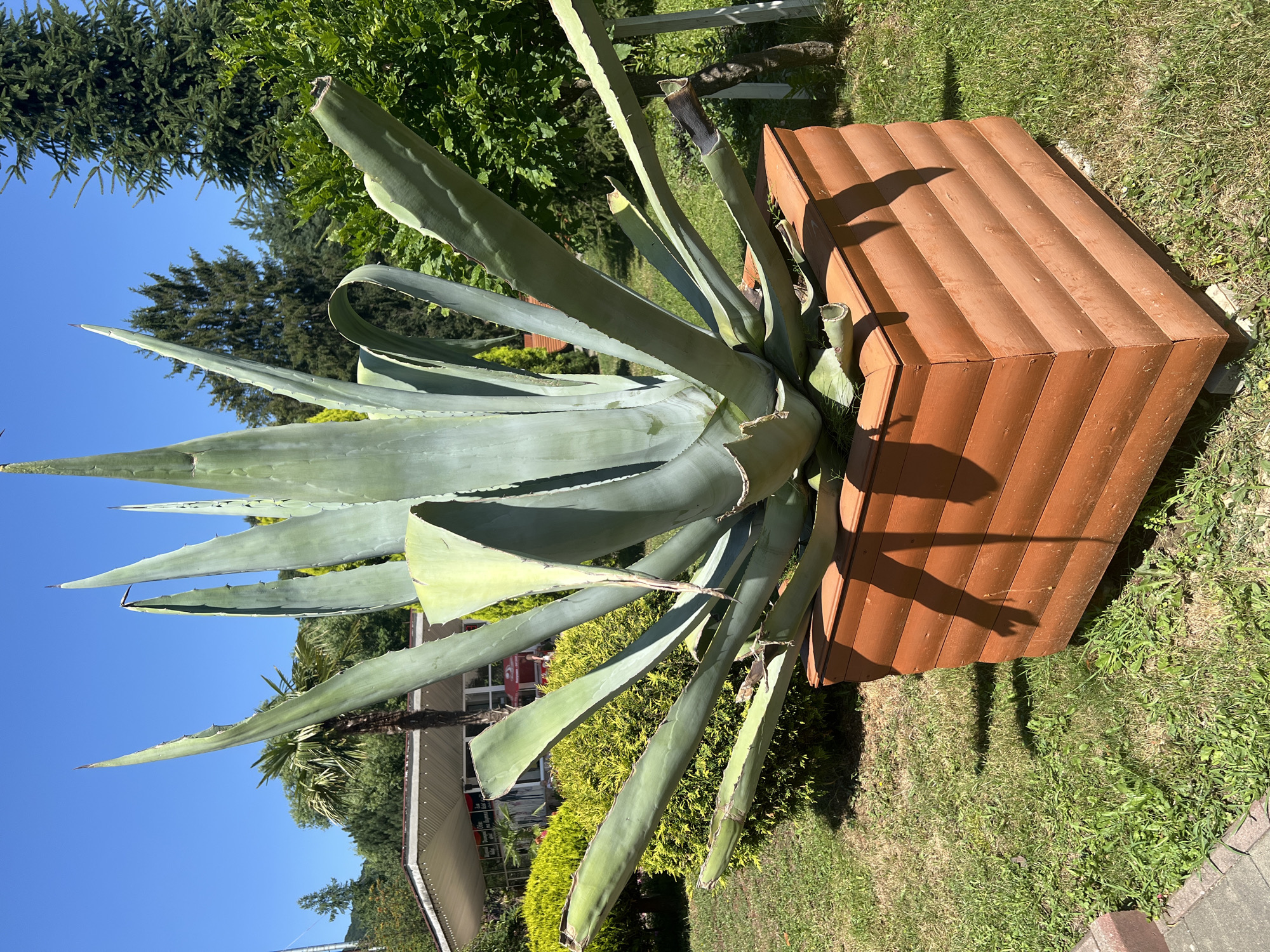 In Holubyne, Ukraine, a large agave plant is prominently displayed in a square wooden planter on a sunny day. The planter, made of horizontal wooden slats with a reddish-brown finish, sits on a patch of green grass. The agave plant itself has thick, fleshy, blue-green leaves that fan outwards, some appearing slightly dried or damaged at the tips. In the background, a building with a light-colored awning and a glass facade is visible, suggesting a commercial establishment. Lush green trees and shrubs form a dense backdrop, with a clear blue sky overhead. The overall scene depicts a well-maintained outdoor area with a focus on the striking agave specimen.