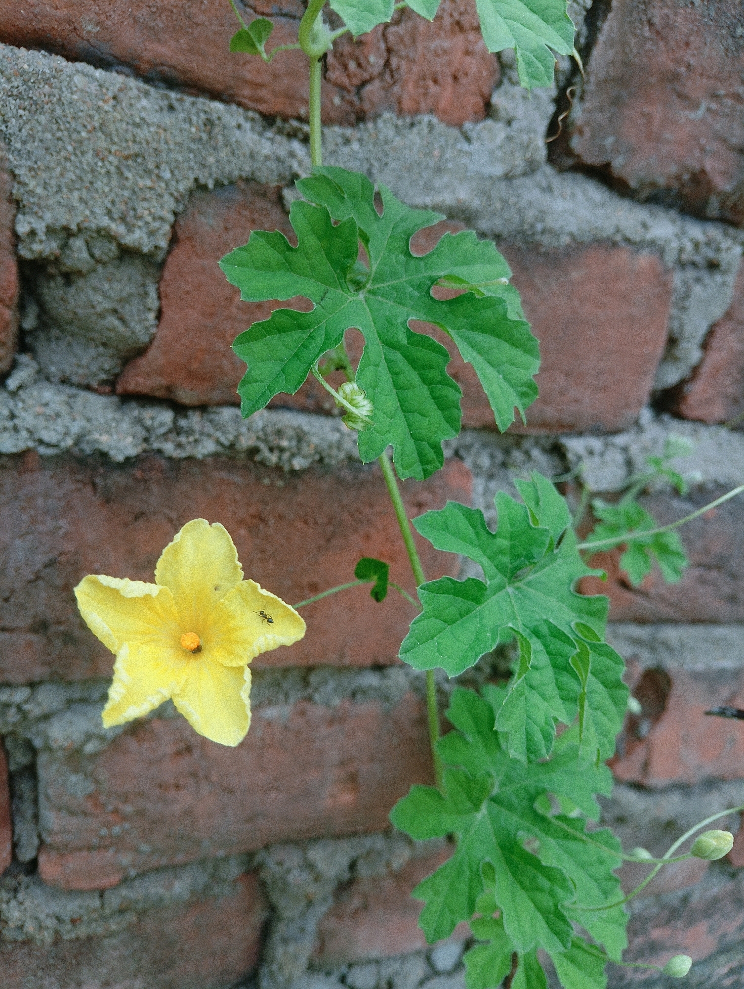 A close-up, eye-level shot captures a solitary yellow flower with five petals, one of which has a small dark insect on it. The flower is attached to a thin green vine with several jagged green leaves. The vine and flower are growing vertically in front of a rough, textured brick wall. The bricks are a reddish-brown color and have some grey mortar between them. The lighting appears to be natural, with soft shadows suggesting daylight. The overall scene is outdoors, in what could be a garden or natural setting, consistent with a location in Chahania, India.