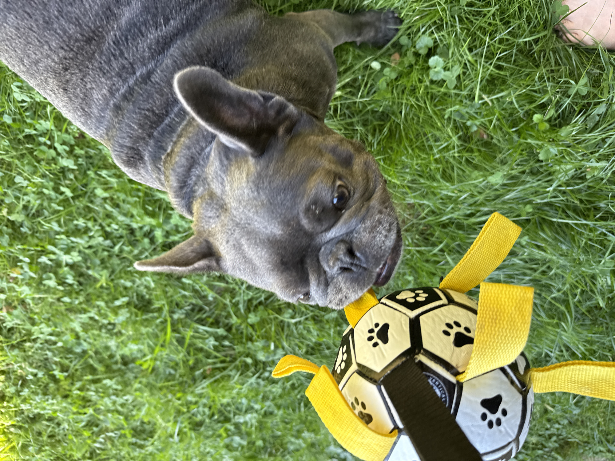 A dark-colored French bulldog is playing with a black and white soccer ball toy with yellow straps on a grassy lawn. The dog's head is close to the ball, and its mouth is slightly open as if about to take it. The grass is green and appears to be well-maintained. The scene is lit by natural sunlight, casting soft shadows. There is no specific indication of the city of Bad Sachsa, Germany, in the image.