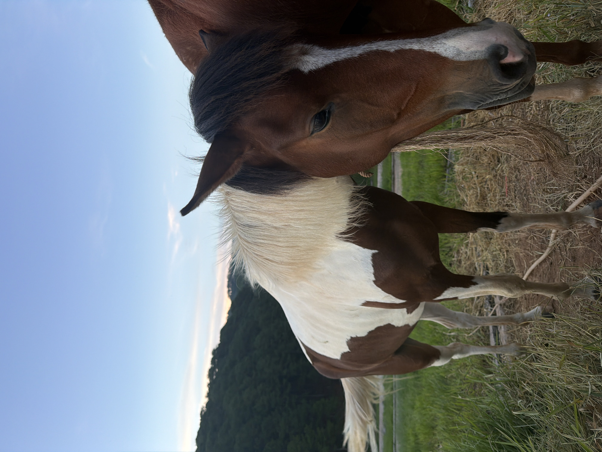 Two horses stand in a grassy field under a twilight sky. The horse in the foreground is a brown and white pinto, with its head lowered and facing the right. Its mane is a striking white and blonde. Behind it, partially visible, is a solid brown horse. The background features a densely forested hill and a pale blue sky with hints of clouds. The overall lighting suggests the image was taken at dusk or dawn. The scene appears to be rural, consistent with the outskirts of Da Lat, Vietnam, known for its rolling hills and agricultural landscapes.