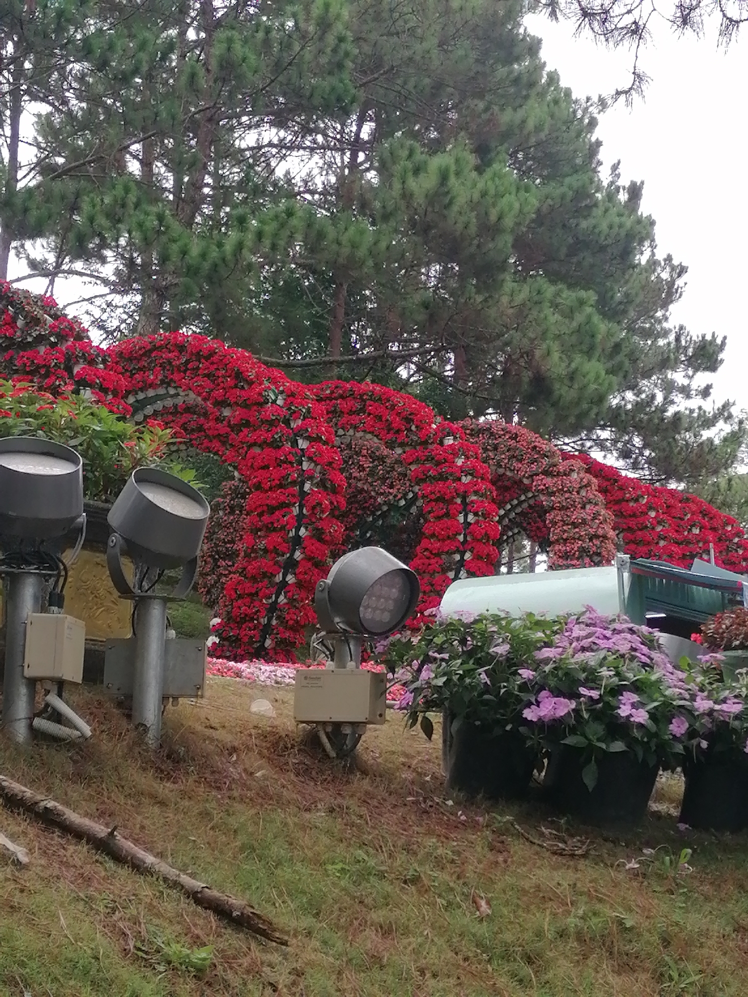 The image depicts a scene in Da Lat, Vietnam, showcasing a lush, flower-covered landscape. In the background, a series of archways are densely adorned with vibrant red flowers, arranged in vertical rows, creating a tunnel-like effect. Behind the arches are tall evergreen trees.
In the foreground, several gray spotlights are mounted on metal poles, each equipped with small electronic boxes. To the right of the spotlights, pots of purple hydrangeas add color. The ground is covered with green grass and patches of bare earth, with a fallen branch visible in the lower left. The overall impression is of a carefully maintained garden or park in a mountainous region.