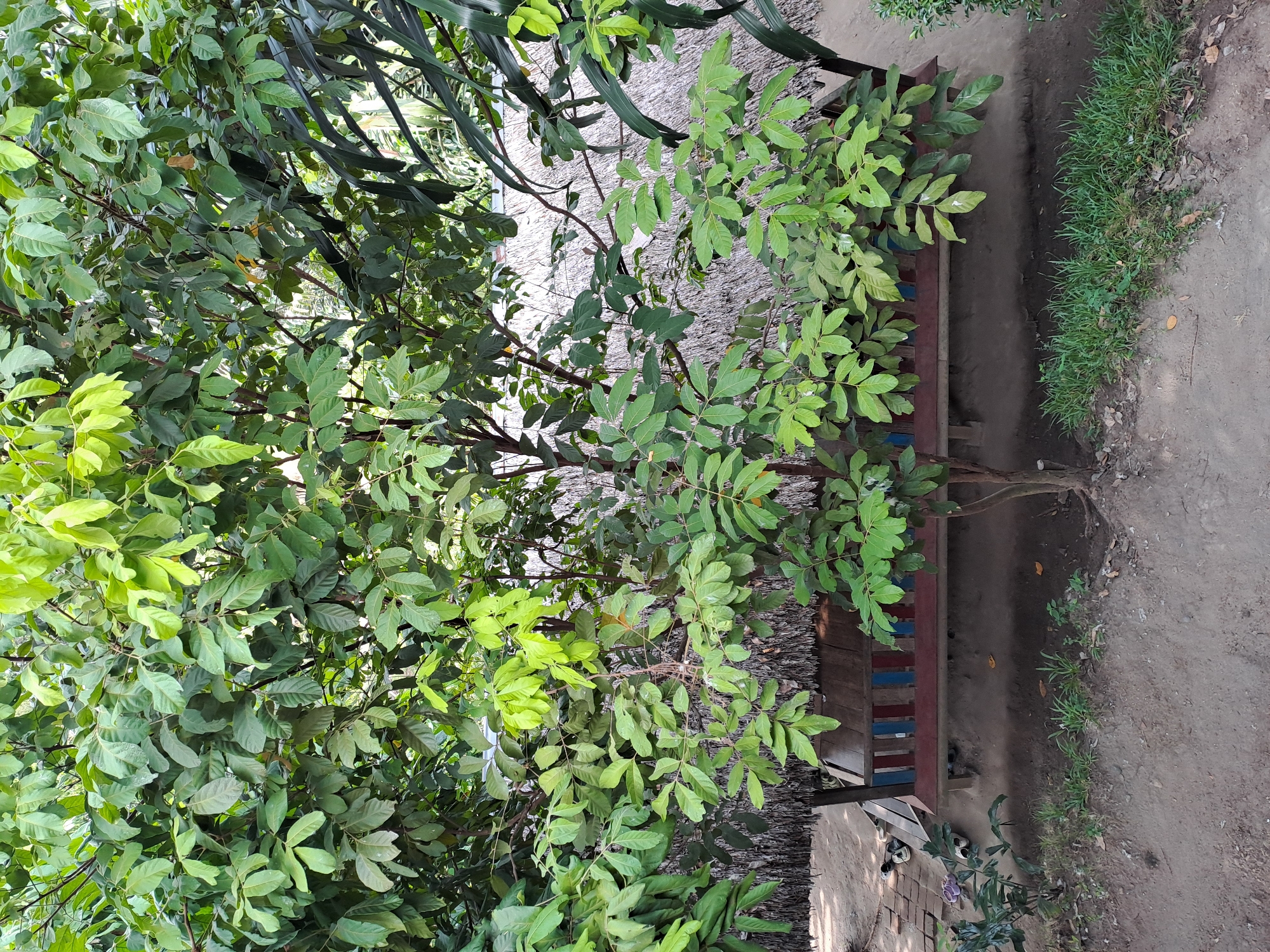 The image depicts a lush green tree in the foreground, its branches and leaves dominating the upper portion of the frame. Beneath the tree, a thatched-roof structure with wooden supports is visible. A wooden bench with red, blue, and yellow accents sits in front of the structure. The ground is a mixture of dirt and sparse grass. To the left of the structure, a small plant is growing, and several pairs of footwear are scattered on a brick path. The scene appears to be an outdoor setting, possibly a rest area or a small shelter, in the village of Geulanggang Baro, Indonesia, as indicated by the context provided.