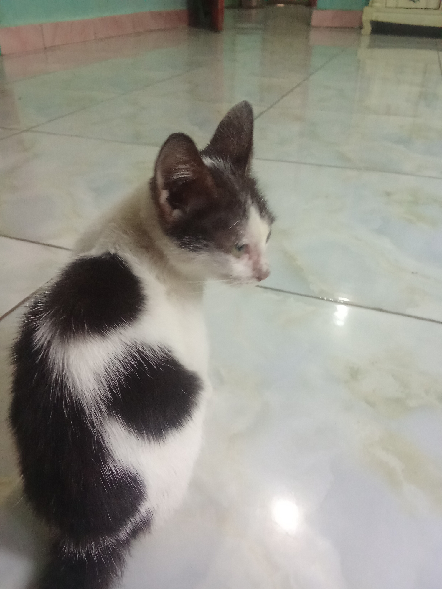 The image shows a black and white kitten sitting on a tiled floor indoors. The kitten is facing to the right, with its head turned slightly. Its fur is short and appears somewhat matted. The floor tiles are a pale color with some veining. In the background, a wall with a light green and pink border is visible, along with what appears to be a piece of furniture. The lighting suggests an indoor environment, possibly a home. The location is specified as Cempaka, Indonesia.