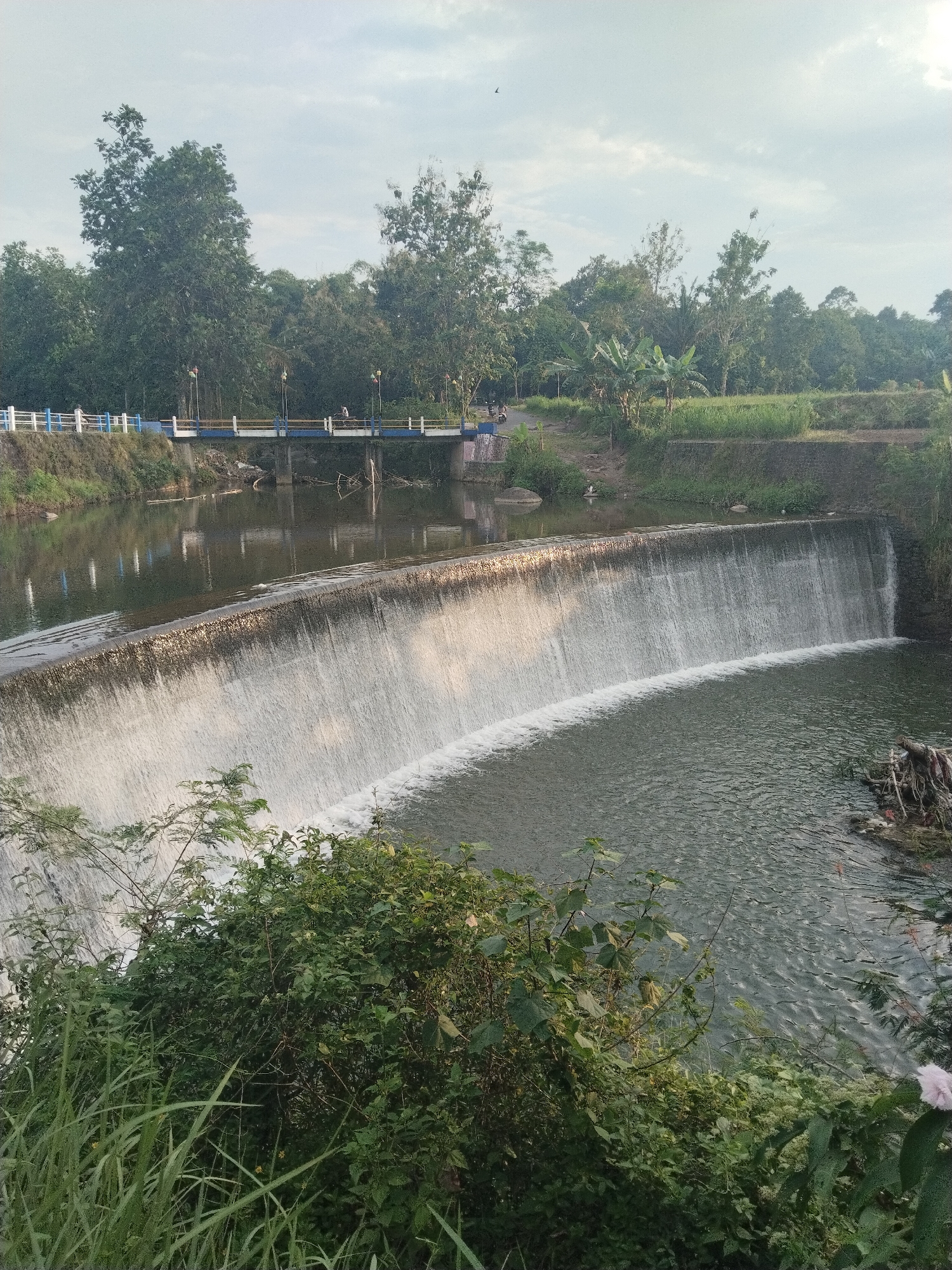 This image depicts a tranquil outdoor scene in Gantiwarno, Indonesia, centered around a river, a low-head dam, and a bridge. The river flows from the upper left, reflecting the cloudy sky and surrounding trees, before cascading over a wide concrete dam. This creates a continuous, sheet-like waterfall effect into a turbulent pool below.
Spanning the river above the dam is a blue and white bridge with white railings and yellow-topped lampposts. A single person on a motorbike is visible crossing the bridge in the distance. The banks of the river and the background are densely covered with lush green tropical trees and various forms of vegetation, including banana plants and tall grasses in the foreground.
The sky is partly cloudy, indicating daytime, possibly morning or late afternoon, given the soft, diffused light. The overall atmosphere is peaceful and serene. A light pink flower is visible among the foreground foliage on the right. No discernible text is present in the image.