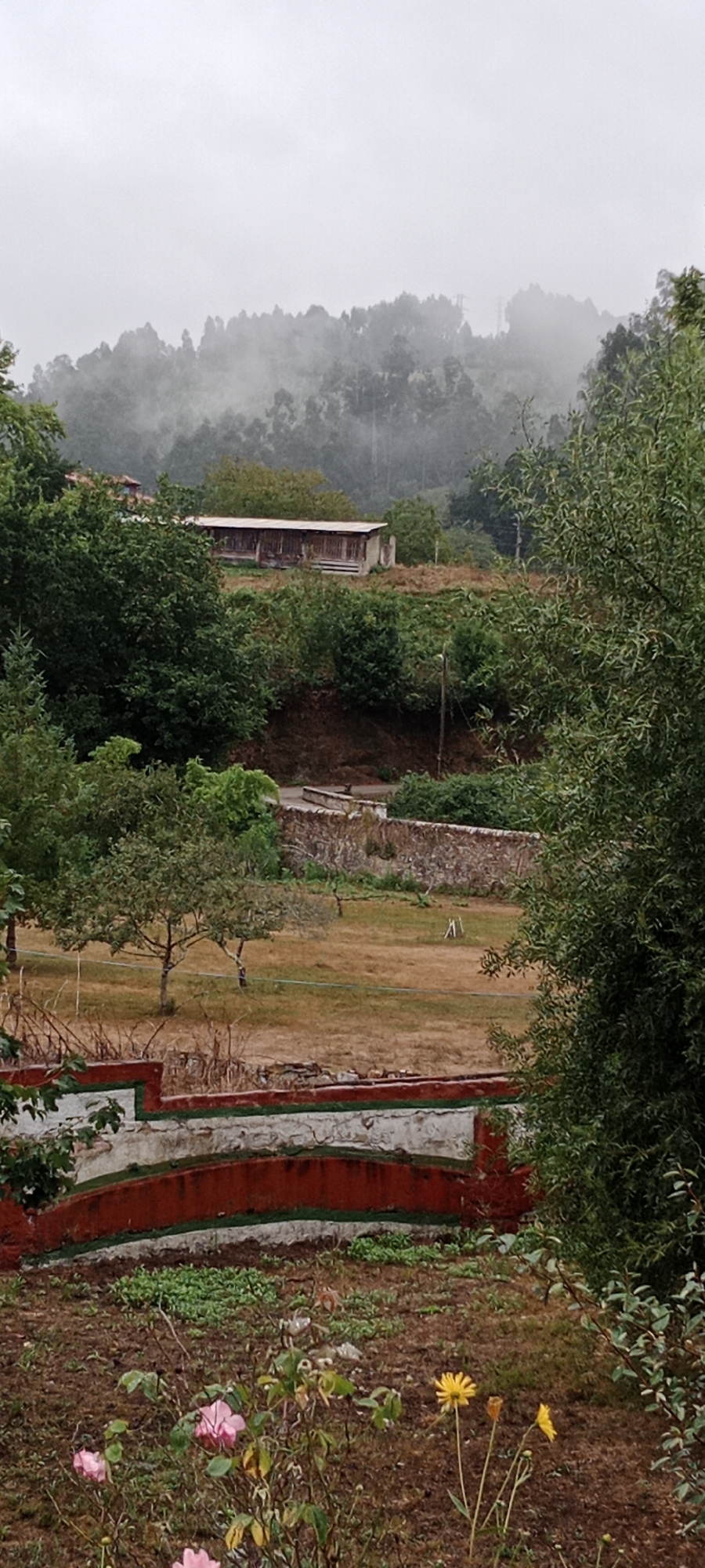 The image depicts a rural landscape scene, likely in the vicinity of Pravia, Spain, characterized by overcast skies and a misty atmosphere. In the foreground, a decorative wall with red and white sections, accented with green trim, marks the edge of a garden area. This garden contains several pink rose bushes in bloom and a few yellow flowers. Behind the wall, a dry, grassy field stretches back, with a few scattered trees. Further in the midground, a rustic stone wall runs horizontally across the scene, separating the field from a sloping, wooded area. A simple, long, wooden-sided building with a corrugated roof is visible on a rise amongst the trees in the mid-to-background. The background is dominated by a densely forested hillside shrouded in mist, with the tops of trees fading into the hazy sky. The overall impression is one of a quiet, somewhat melancholic, natural environment.