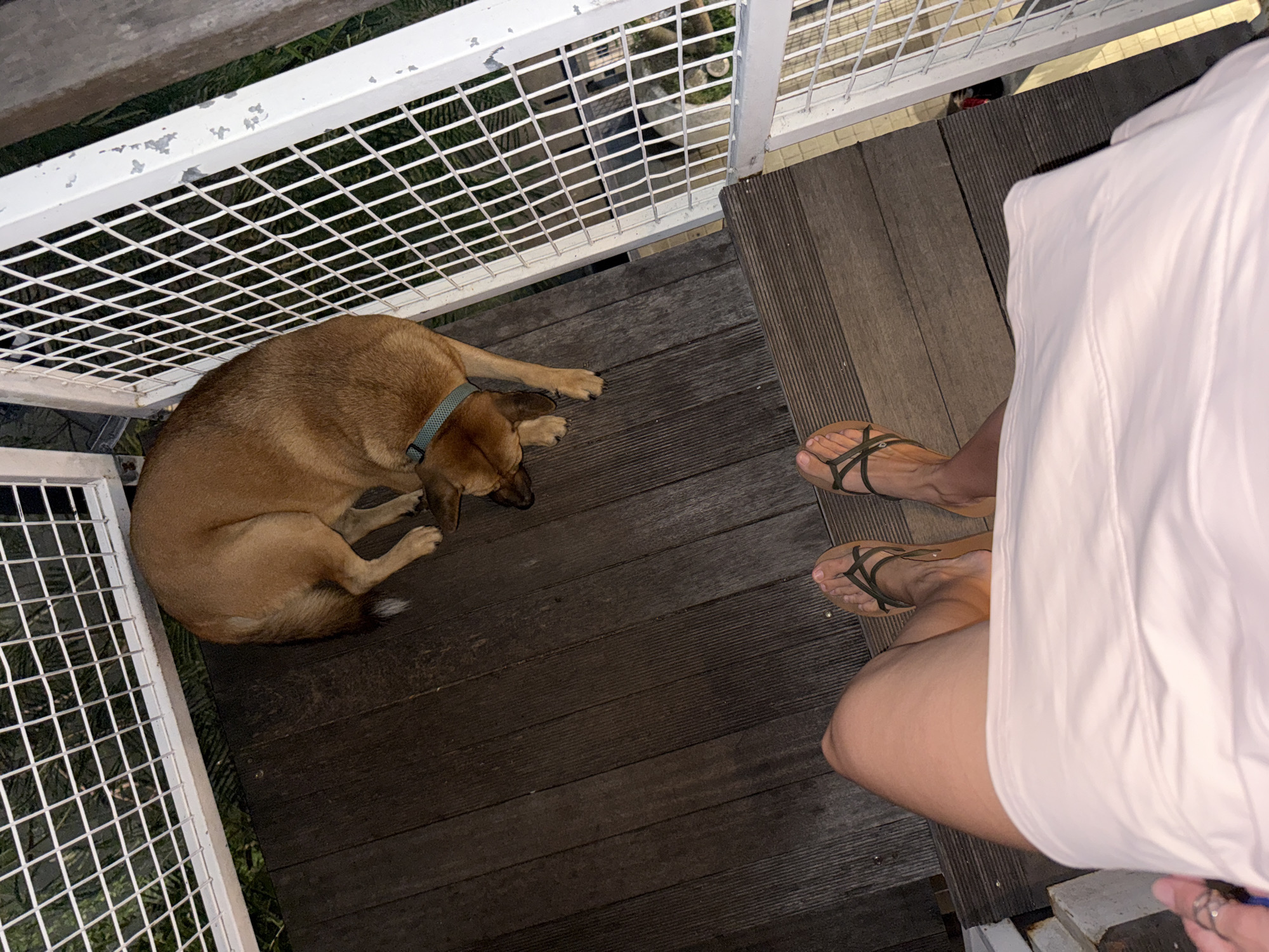 This is an aerial shot taken at night in Kuta Selatan, Indonesia. The scene features a brown dog curled up and sleeping on a dark wooden deck. The dog is wearing a blue collar. To the right of the dog, a person's legs are visible, wearing dark-strapped sandals. The person is wearing a light-colored garment, possibly a dress or skirt. A white railing with a grid pattern runs along the left and top edges of the image, suggesting the location might be a balcony or an elevated outdoor area. Beyond the railing, glimpses of greenery and possibly some structures are visible, illuminated by artificial light. The overall mood is relaxed and tranquil, with the dog appearing comfortable and the human in a relaxed pose. The time of day is clearly night due to the darkness and artificial lighting.