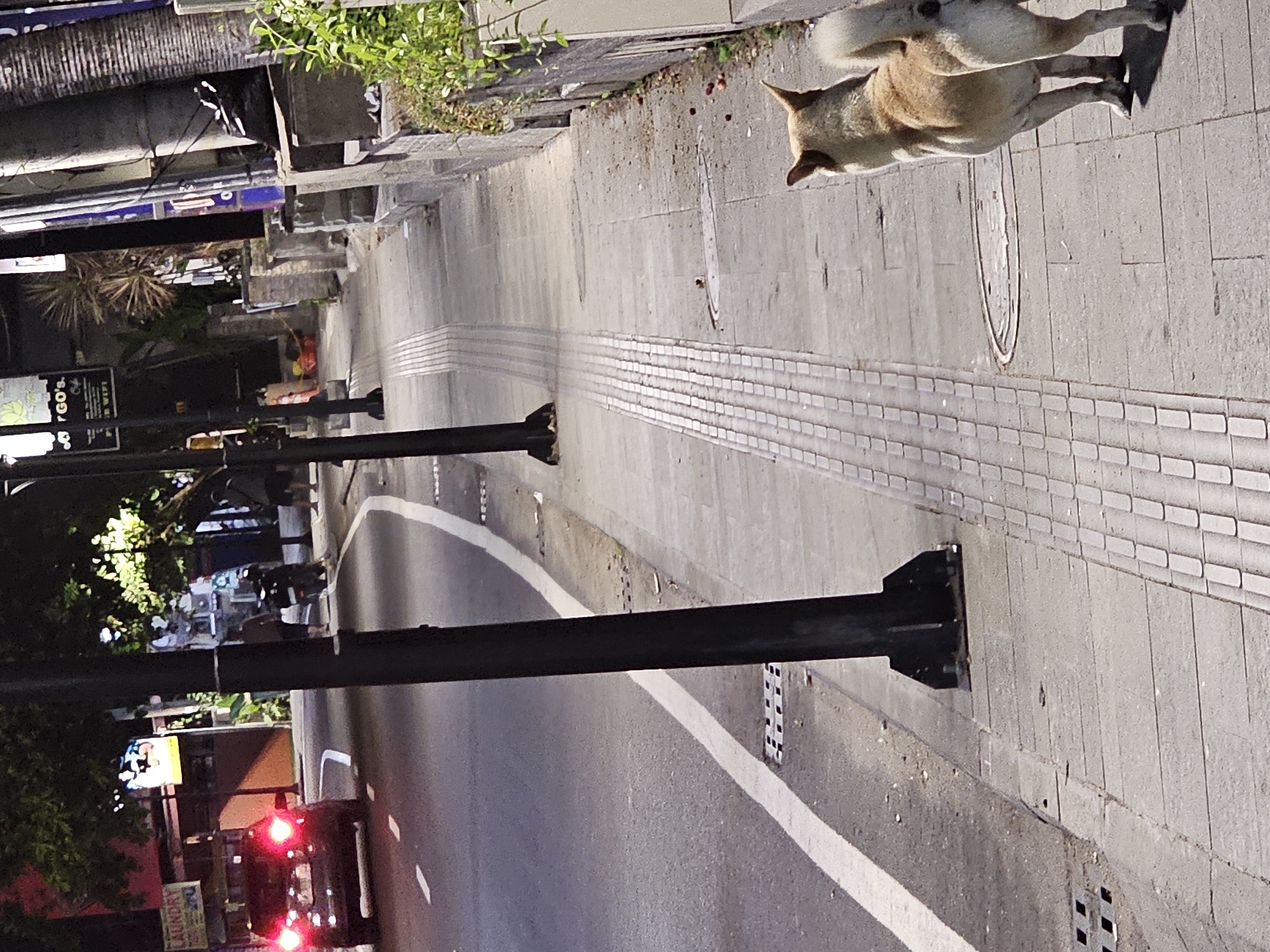 The image, taken in Denpasar, Indonesia, shows a street scene. A dog, light brown in color, stands on a concrete sidewalk paved with gray bricks. The sidewalk has a tactile paving section with raised indicators for visually impaired pedestrians. A black lamppost is attached to the sidewalk. The street runs alongside the sidewalk, with a white lane marking visible. A car with its brake lights illuminated is driving on the street. On the opposite side of the street, a sign for "Laundry" is visible, indicating a business establishment. Buildings and trees line the street in the background. The overall lighting suggests it is evening or early morning.