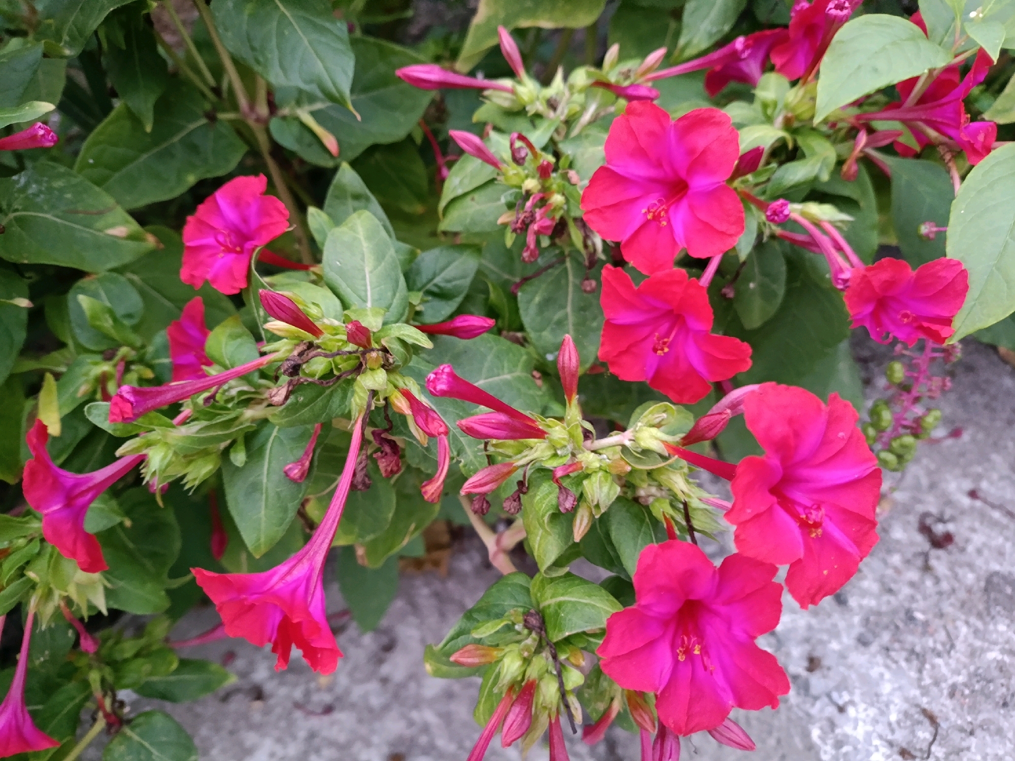 The image shows a cluster of vibrant pink four o'clock flowers (Mirabilis jalapa) in bloom. The flowers are characterized by their trumpet-like shape and are a deep fuchsia or magenta hue. Some of the flowers are fully open, revealing their stamens, while others are still in bud form, with long, pointed petals. The foliage is a lush green, with some leaves showing a slightly lighter, almost yellow-green tone. The background consists of a greyish, textured surface, possibly concrete or stone, with some out-of-focus green elements suggesting more vegetation or natural surroundings. The lighting suggests it is daytime. Without specific landmarks, it is impossible to pinpoint the exact location within Opatija, Croatia, but the scene depicts a natural, outdoor setting likely in a garden or park.