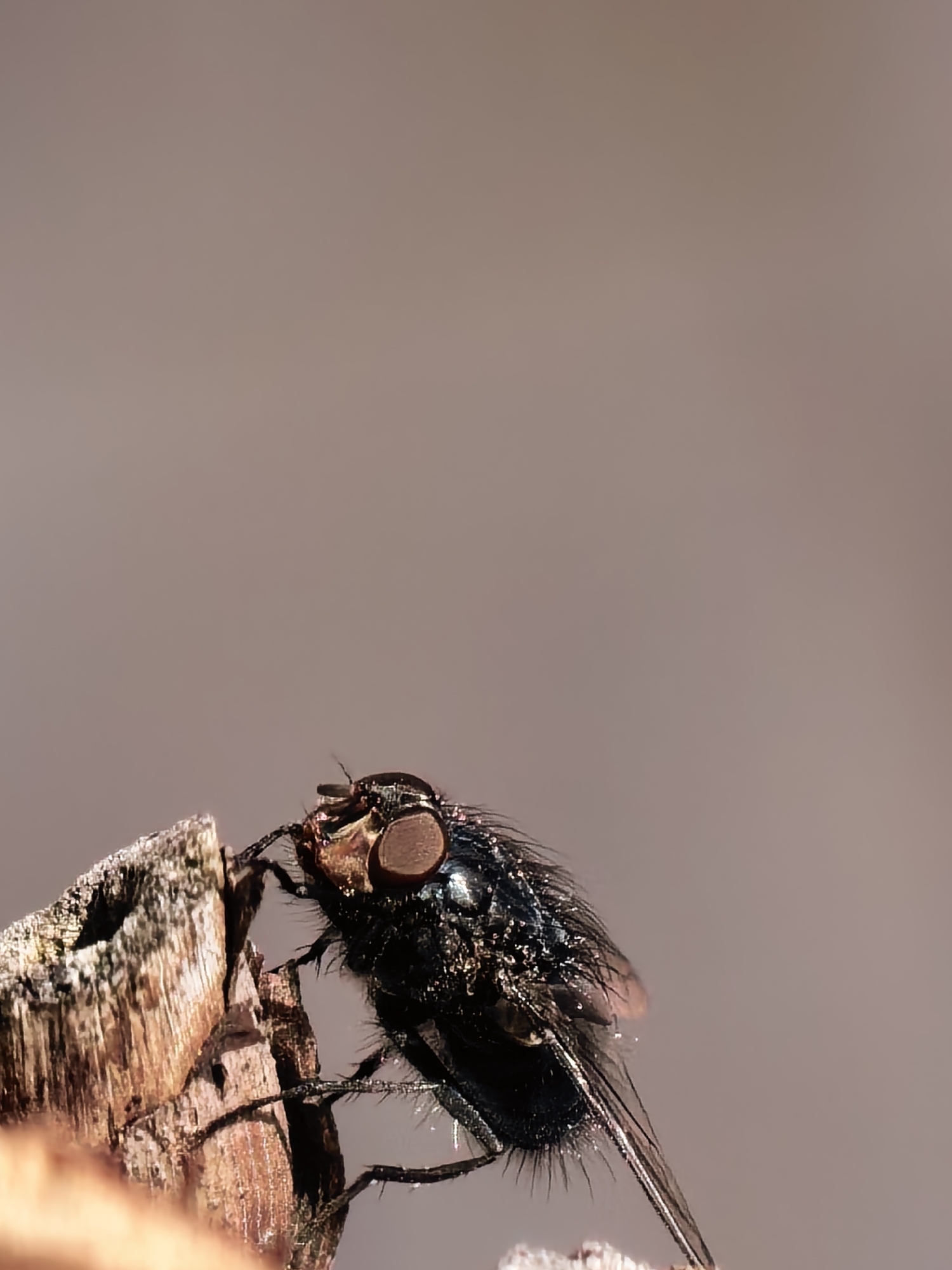 A fly rests on a piece of wood. The background is a blurry light brown. The location is Unknown, Unknown.