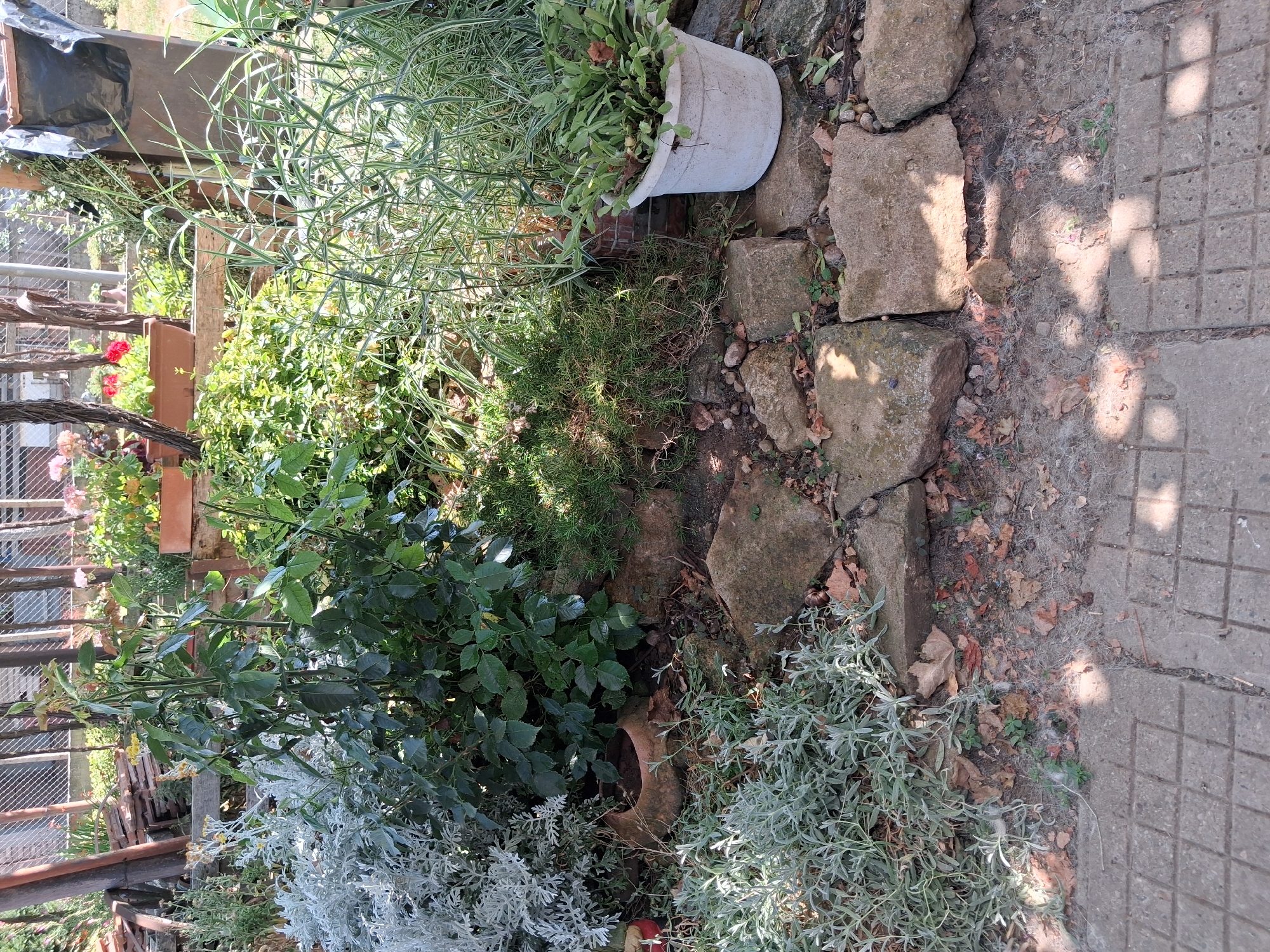 The image depicts an outdoor garden scene, likely a backyard or a patio area. In the foreground, there is a tiled pathway with a checkerboard pattern. Beyond the pathway, a collection of large, irregular stones form a rough border or landscaping feature. The ground between the stones is covered with dry leaves, soil, and some small green plants.
Various plants are visible throughout the scene. To the left, there is a low-growing plant with feathery, silvery-gray foliage. Behind this, a larger green shrub with dense leaves is prominent. To the right of the shrub, a patch of fine, grassy plants with variegated green and white stripes grows. Further back and to the right, a white pot contains a plant with fleshy, flattened leaves. In the background, more greenery and some flower pots are visible, along with a wooden fence and structures, suggesting a residential or communal garden space. The overall lighting suggests it is daytime, with shadows cast by sunlight filtering through foliage. No people or animals are visible in the image. The scene is static and appears to be a still photograph of a garden. The location is identified as Goran, Bulgaria.