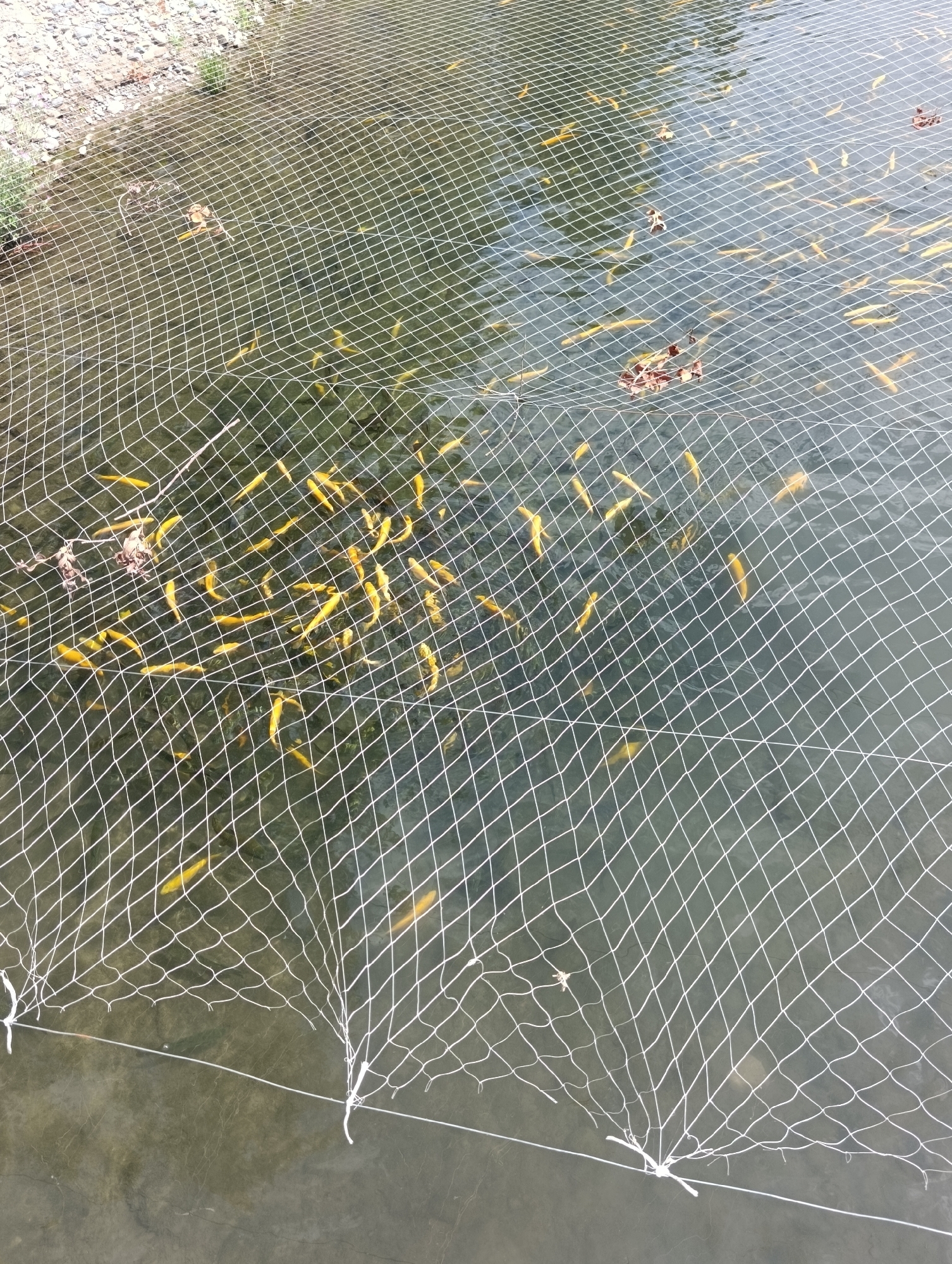 In Tokmok City, Kyrgyzstan, an aerial view shows a school of bright yellow fish swimming in a shallow body of water. The fish are contained within a white net, which covers the surface of the water and extends towards the foreground of the image. Some debris, appearing to be dry leaves, floats on the water's surface, visible through the mesh of the net. The edge of a rocky, vegetated embankment is visible in the upper left corner of the image, suggesting the location is likely a pond or a shallow natural water source that has been netted off.