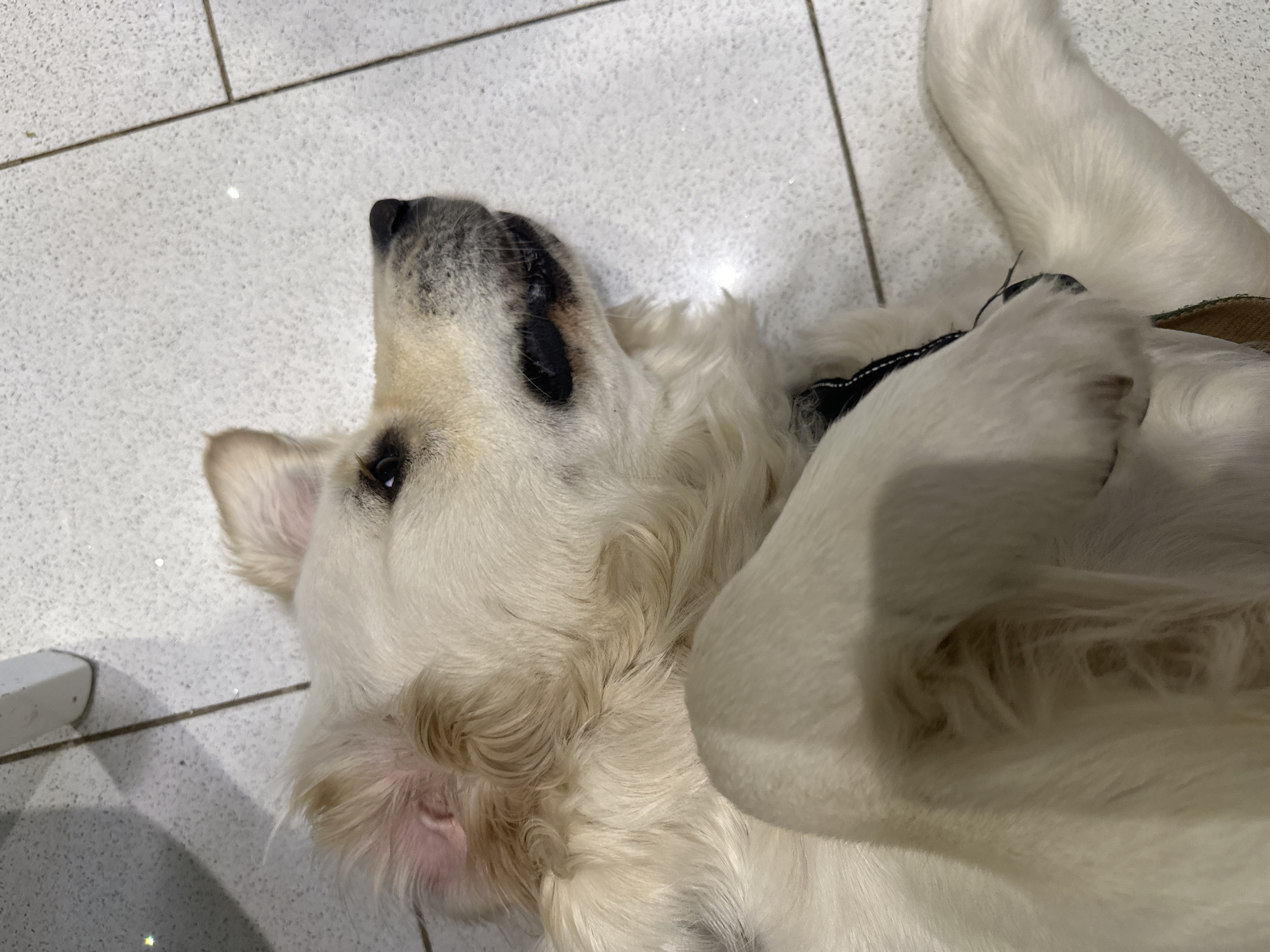 A light-colored Golden Retriever is lying supine on a light grey tiled floor, consistent with an indoor domestic setting in the city of London, United Kingdom. The dog's body is partially curled, with its left front leg bent and positioned over its chest. Its head is tilted to the right, with its right eye open and directed towards the viewer. The left eye is largely obscured by fur. The dog's muzzle is slightly open, revealing dark oral mucosa. A black collar is present around its neck, and a brown strap is visible near its left shoulder. The tiled floor features dark grout lines and exhibits small, reflective particles. A section of a white, angular object, possibly furniture, is visible in the upper right background.