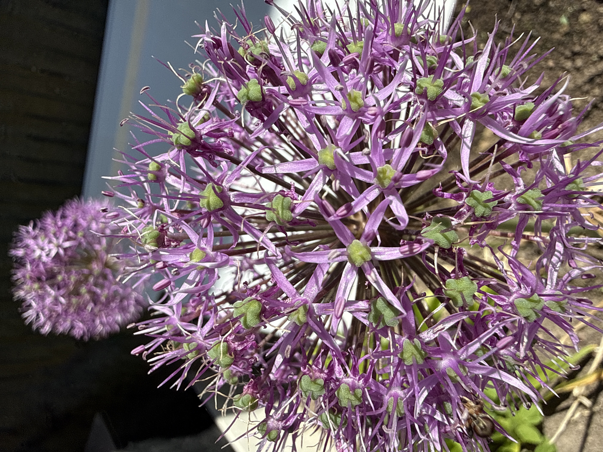 The image captures two spherical purple Allium flower heads in an outdoor environment, located in the city of Imeni Sverdlova, Russia. The primary subject is the foreground flower, sharply in focus, displaying a dense arrangement of numerous individual florets. Each floret features slender, pointed purple petals radiating from a central point, which contains a prominent, light green, triangular-shaped seed capsule and fine purple stamens. A single, dark-bodied insect, identified as a bee, is positioned on the lower-left portion of the foreground flower, engaged with the florets. In the upper-middle background, a second, out-of-focus, spherical purple Allium flower head is partially visible. The scene is illuminated by natural sunlight originating from the upper right, casting distinct shadows among the dense floral structures. The lower portion of the frame reveals dark, textured soil or mulch. The upper background consists of highly blurred dark and light blue-grey elements, indicative of distant structures or environment. No people are visible.