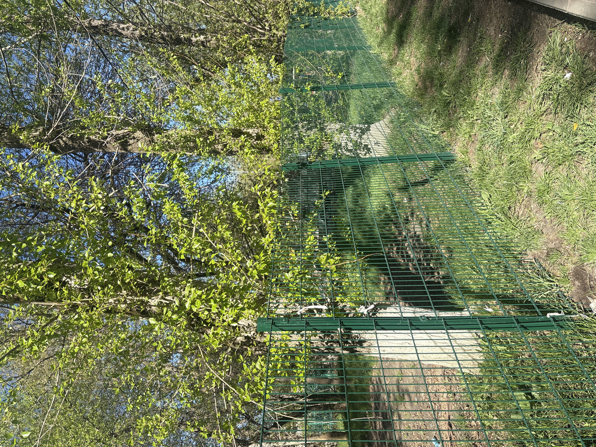 A green metal fence runs along the edge of a path in what appears to be a public park in Perm, Russia. On the left of the fence, there is a tree with fresh green leaves and a blue sky visible through the branches. On the right of the fence, there is a patch of grass. The ground visible through the fence appears to be a combination of dirt and gravel.