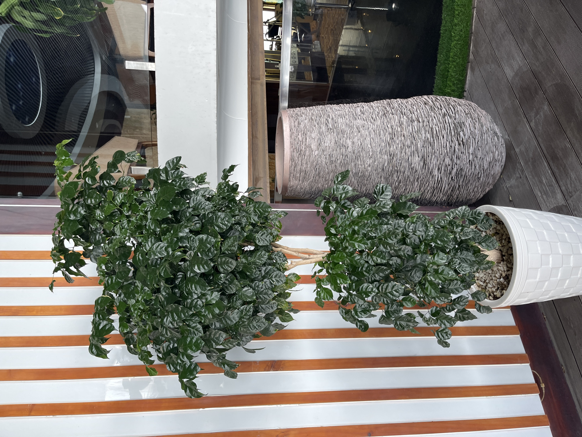 An indoor potted plant with dark green, glossy leaves stands in a white textured pot on a wooden deck. The plant has a light brown trunk and branches, with foliage cascading downwards. To the right of the plant is a tall, textured gray vase. Behind the plant is a wall with vertical white and orange stripes. In the background, a large window reflects a modern interior with a circular ceiling design. A strip of artificial grass is visible to the right of the vase. The overall scene appears to be in a public indoor space, possibly a hotel lobby or a restaurant, located in Bac Nha Trang Ward, Vietnam.