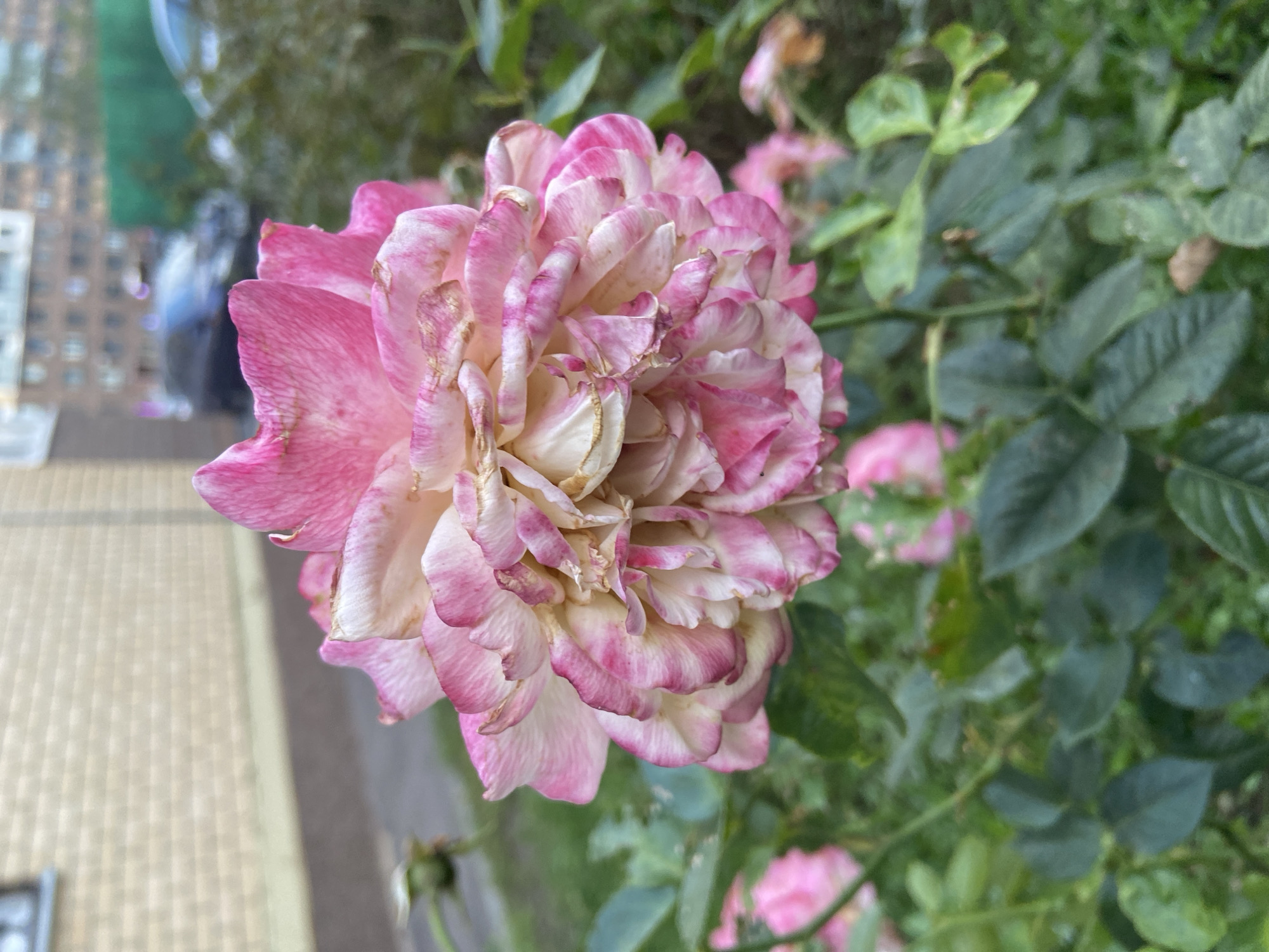 A close-up, vertical shot features a pink and white rose in bloom, its petals delicately layered and showing signs of wilting with some browning at the edges. The rose is situated outdoors in a garden setting, with other pink roses and green foliage visible in the background, some out of focus. In the far background, a blurred urban landscape is present, including a beige brick building with a window, a paved pathway, and parked cars, one of which is dark-colored. The overall lighting suggests an overcast day.