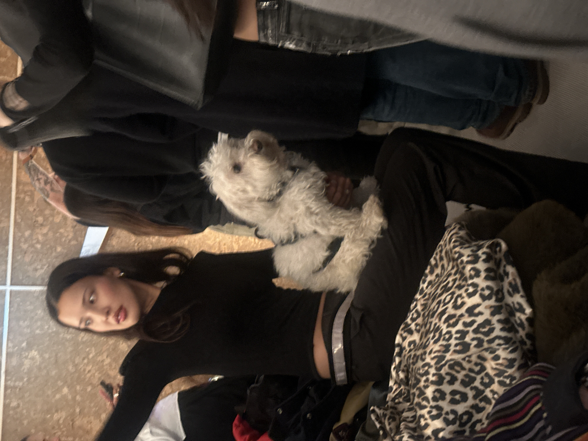 An indoor scene in the City of London, United Kingdom, depicts a young adult female seated or leaning, holding a small white, fluffy dog. The female has long dark hair, wears a black long-sleeved top, and dark trousers with a visible light-colored waistband. Her lips are colored red, and she wears small hoop earrings. Her left arm is raised, with a smartphone partially visible in her hand, and her head is turned to the right, eyes looking off-camera, with her mouth slightly open. The small white dog, possibly a Maltese, has a dark harness and is held in her lap, facing right. Multiple other individuals are partially visible in the crowded background and foreground. To the right, a person wearing a dark top, blue jeans, and brown shoes stands, with a black bag partially visible. A folded leopard-print fabric item and other textiles are visible in the lower-left foreground. The background consists of a light brown, paneled wall.