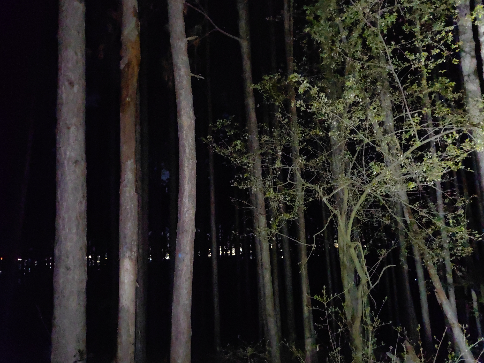 The image depicts a dark forest scene at night. The foreground is dominated by tall, vertical tree trunks. To the right, a smaller tree with sparse branches and foliage is illuminated. In the background, faint lights suggest a cityscape, possibly the city of Sofia, Bulgaria. The overall environment is dark and shadowy.