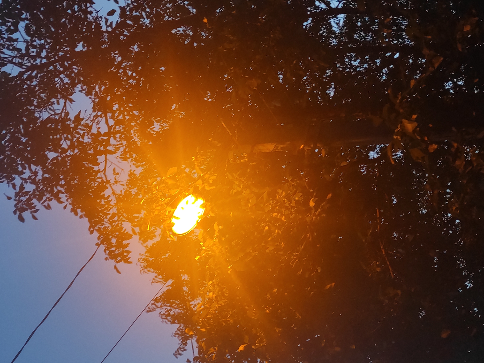 The image provides an upward view of a single, round street lamp illuminating the dense foliage of a tree against a twilight sky. The lamp, positioned in the middle-left of the frame, emits a strong, warm orange-yellow light that creates prominent light rays extending into the surrounding tree canopy. This intense light backlights the tree's leaves and branches, creating a striking contrast between the dark, silhouetted foliage and the glowing areas where the light filters through. Some leaves close to the lamp appear translucent and radiant from the illumination.
The sky, visible in the background, transitions from a lighter blue-grey hue at the bottom left to a deeper, darker blue towards the top, suggesting either dusk or early evening. Two thin, dark utility wires diagonally cross the lower-left corner of the frame, seen against the sky. No people or specific activities are depicted, giving the scene a calm and static quality. The artificial light source dominates the composition, creating a vivid interplay of light and shadow within the natural setting. There is no visible text in the image.