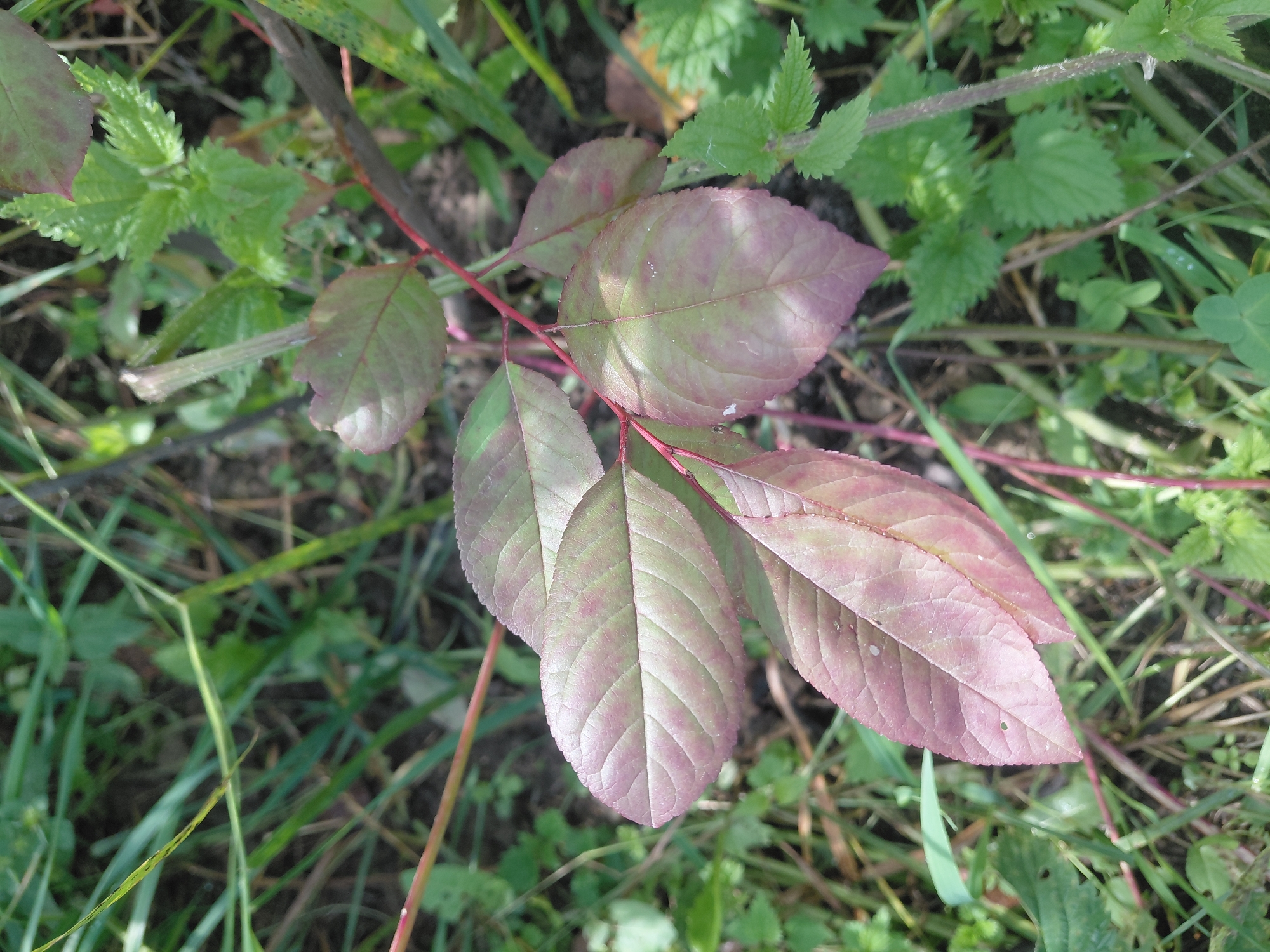 The image shows a close-up view of several leaves of a plant with reddish-purple and green coloration, likely a young tree or shrub, against a background of grass and other foliage. The leaves are oval-shaped with serrated edges and prominent veins. Some leaves are tinged with purple, especially along the edges and veins, while others are primarily green. The plant stems are thin and reddish. The surrounding vegetation is a mix of green grasses and some nettle plants with jagged leaves. The ground appears to be soil and dry leaves. The image is taken outdoors during the day, with natural lighting. There are no people or animals visible in the image. The scene is consistent with a natural or semi-natural outdoor environment, such as a park, garden, or undeveloped area within or on the outskirts of Malinovka, Russia.