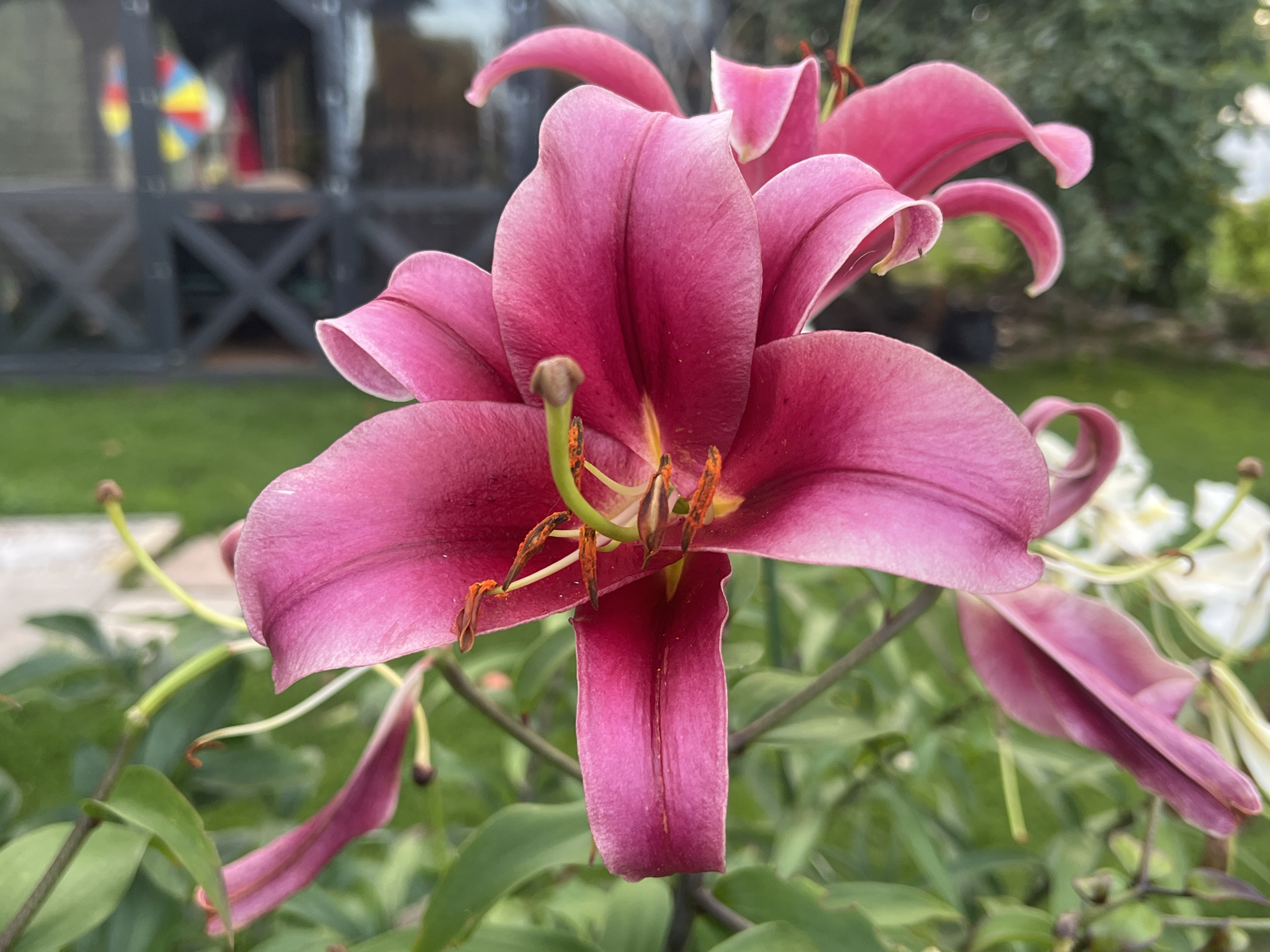 A close-up, head-on shot features a large, vibrant pink lily in the foreground, its petals fully unfurled and showing intricate texture. The lily's stamen, tipped with orange pollen, are visible in the center, along with a long, green pistil. The background is softly blurred, revealing a green lawn, dark green foliage, and parts of a dark-colored gazebo or pergola. A colorful, pinwheel-like object is visible through the structure in the background. The scene appears to be set in a garden in Julionys, Lithuania.