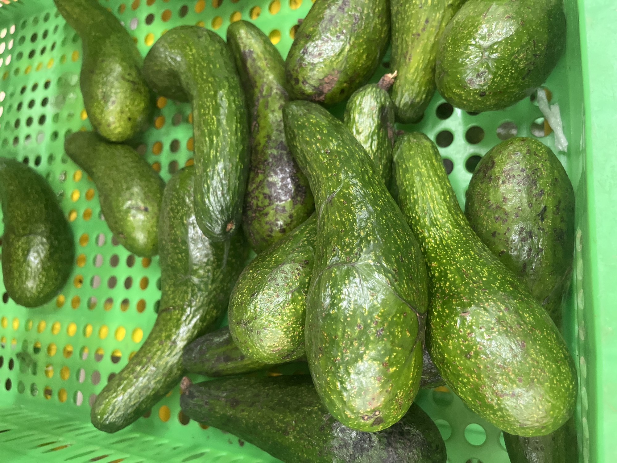 A high-angle, full shot captures a bright green plastic basket filled with a pile of ripe avocados. The avocados are predominantly elongated and ovular, with a vibrant green skin that is speckled with brown and yellow markings. Some of the avocados are smooth, while others have a slightly textured surface. The basket is made of perforated plastic, allowing glimpses of yellow material beneath, likely a surface or lining. The lighting suggests an outdoor or well-lit indoor environment, highlighting the freshness of the produce. The scene is devoid of any people or discernible actions, focusing solely on the arrangement of the avocados within the container.