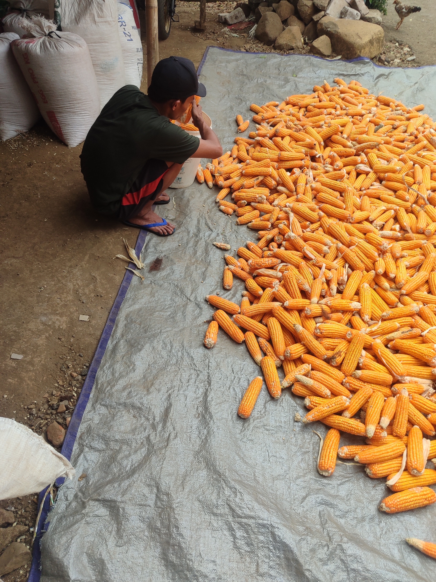 A person is crouched on the ground next to a large pile of corn cobs, which are spread out on a silver tarp. The person is wearing a dark green t-shirt and red and black shorts, and a black baseball cap. They are holding a few corn cobs in their hands, seemingly sorting or examining them. To the left of the person, there are several large white sacks, some of which have writing on them. The ground in front of the sacks is dirt and gravel. In the background, there are rocks and a glimpse of some vegetation. The scene appears to be an outdoor area, possibly a farm or market, in Gantungan, Indonesia.