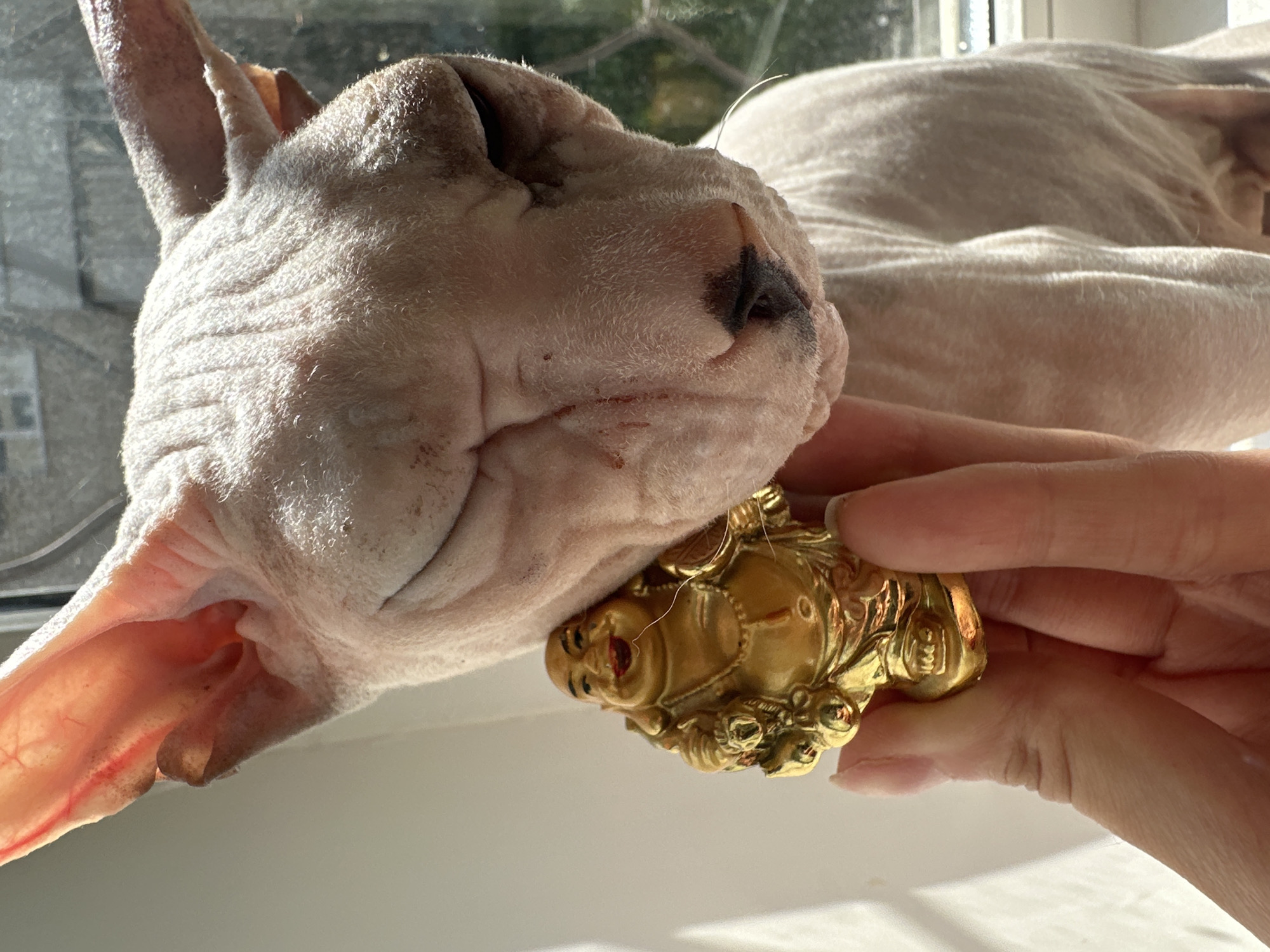 A close-up shot shows a hairless cat's head resting on a windowsill, with a person's hand holding a small golden figurine near its face. The cat is a light pinkish-beige color with visible wrinkles on its head and ears, and dark markings on its nose and forehead. Its eyes are closed, and it appears relaxed or sleeping. The figurine is a detailed depiction of a laughing Buddha, with intricate carvings and a bright gold finish. The hand holding the figurine has manicured nails and is partially obscuring the cat's head. The background features a window with sunlight streaming through, creating shadows and highlights on the cat's skin and the windowsill. Outside the window, trees and foliage are visible, suggesting an outdoor setting bathed in daylight. The overall impression is one of warmth and intimacy, with the sunlight creating a serene atmosphere. The image was taken in Togliatti, Russia.