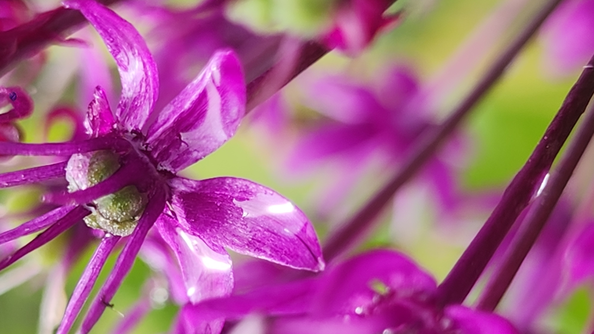 A close-up photograph shows purple flowers with narrow petals radiating from a central green bud. The background is a blur of green and other purple flowers. The scene is not identifiable as being in the city of Moscow, Russia, based on the visual content.